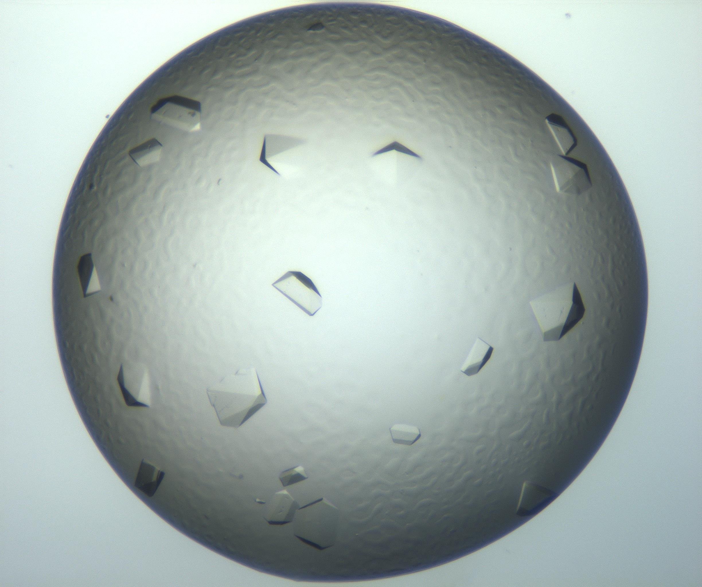 RI01_03_000_0212_Proj1_Clon1_MC_0000MC103119_002_161210_06_03_02_00_99_002_001_RAI.jpg