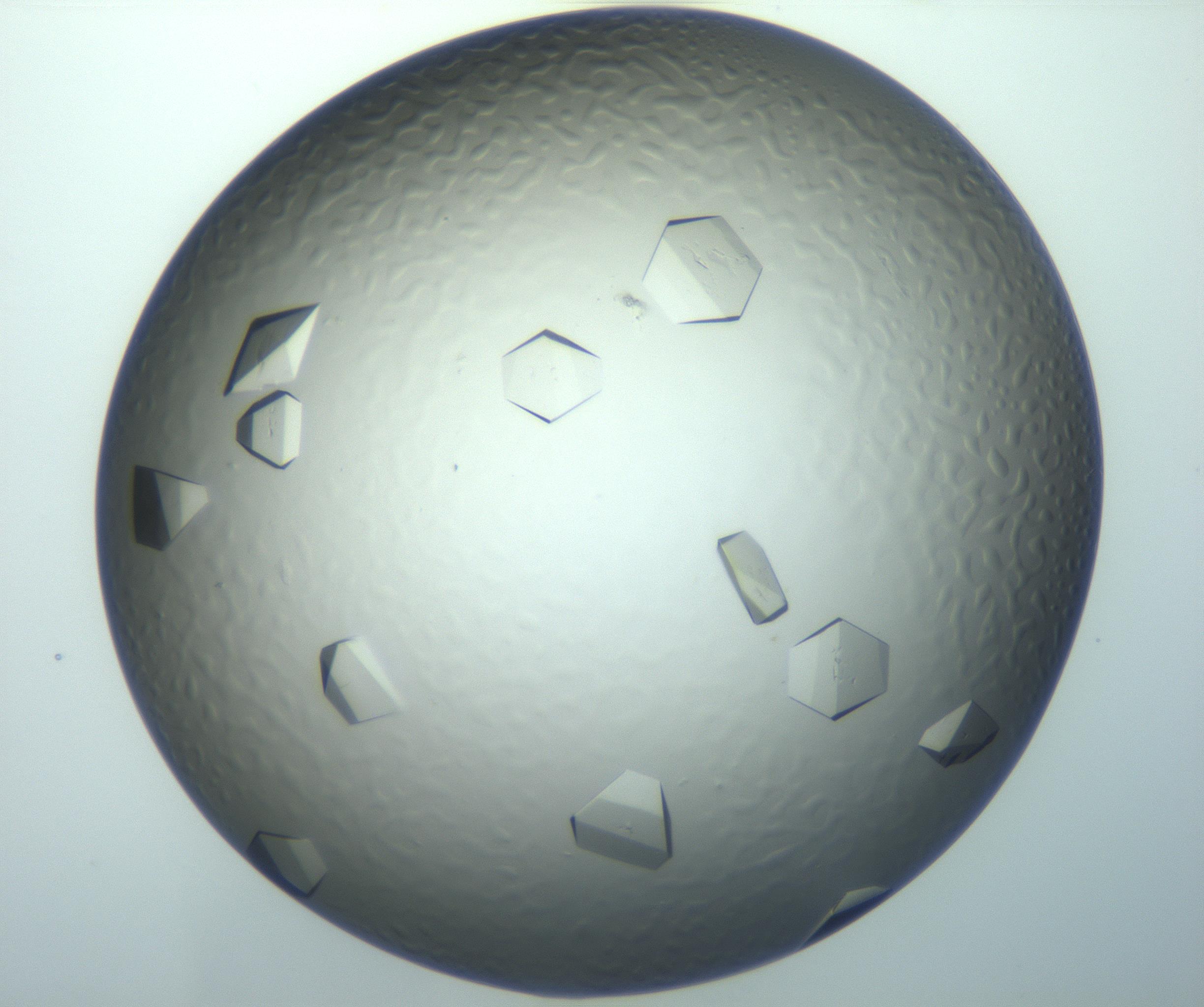 RI01_03_000_0212_Proj1_Clon1_MC_0000MC103119_002_161210_06_04_02_00_99_002_001_RAI.jpg