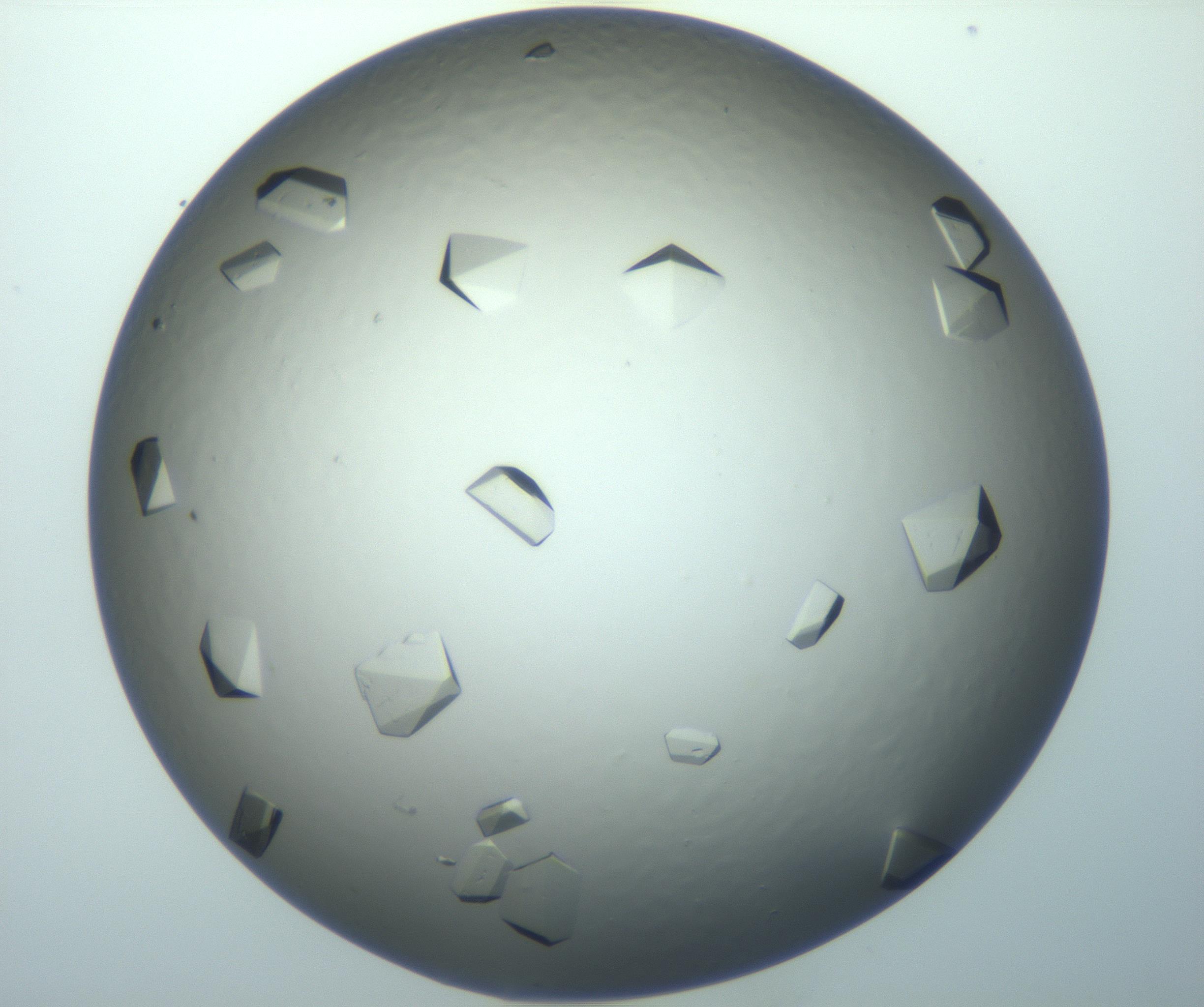 RI01_03_000_0212_Proj1_Clon1_MC_0000MC103119_005_161216_06_03_02_00_99_002_001_RAI.jpg