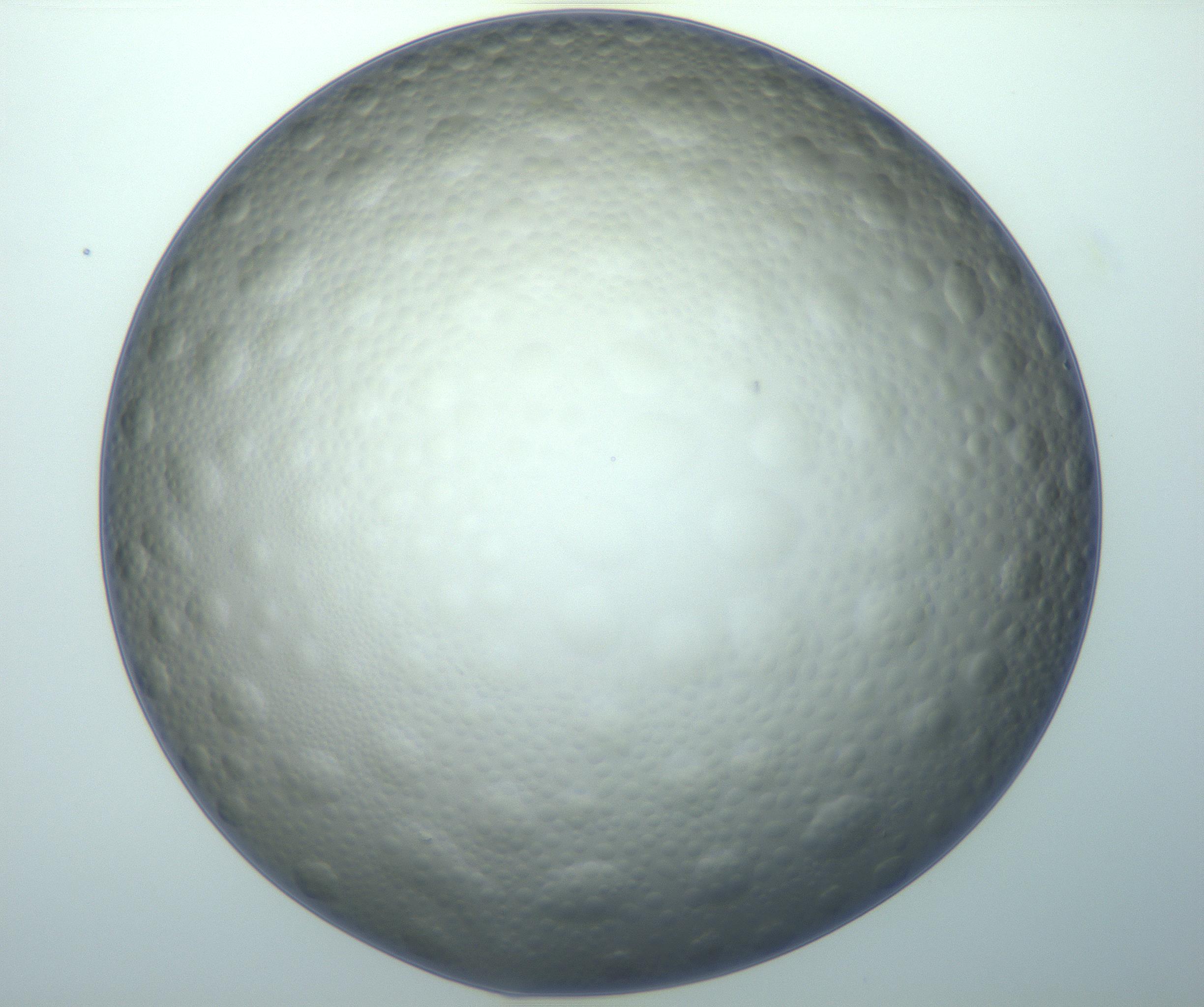 RI01_03_000_0212_Proj1_Clon1_MC_0000MC103119_005_161216_07_03_02_00_99_002_001_RAI.jpg