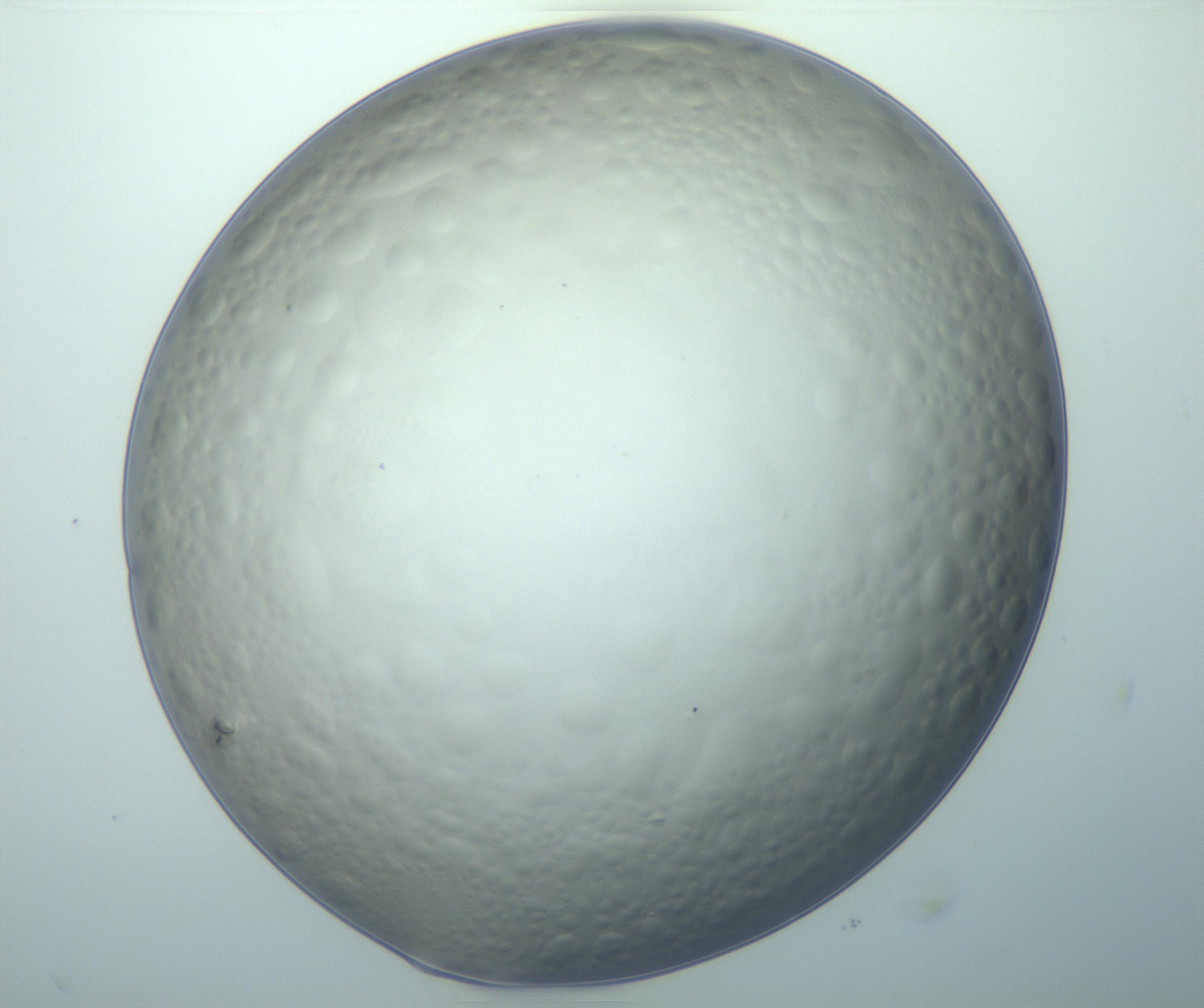 RI01_03_000_0212_Proj1_Clon1_MC_0000MC103119_005_161216_09_03_02_00_99_002_001_RAI.jpg
