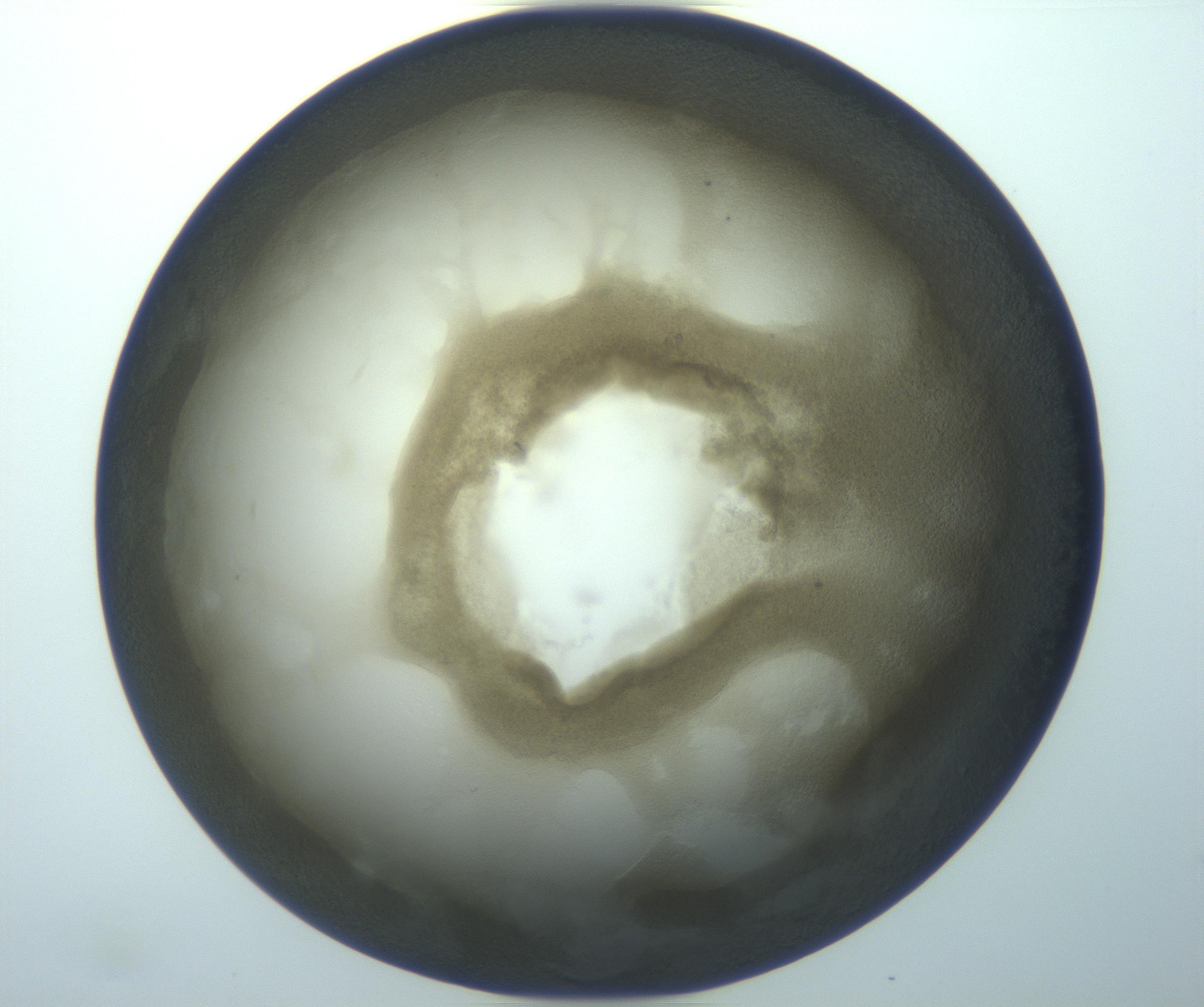 RI01_03_000_0212_Proj1_Clon1_MC_0000MC103119_005_161216_12_03_02_00_99_002_001_RAI.jpg