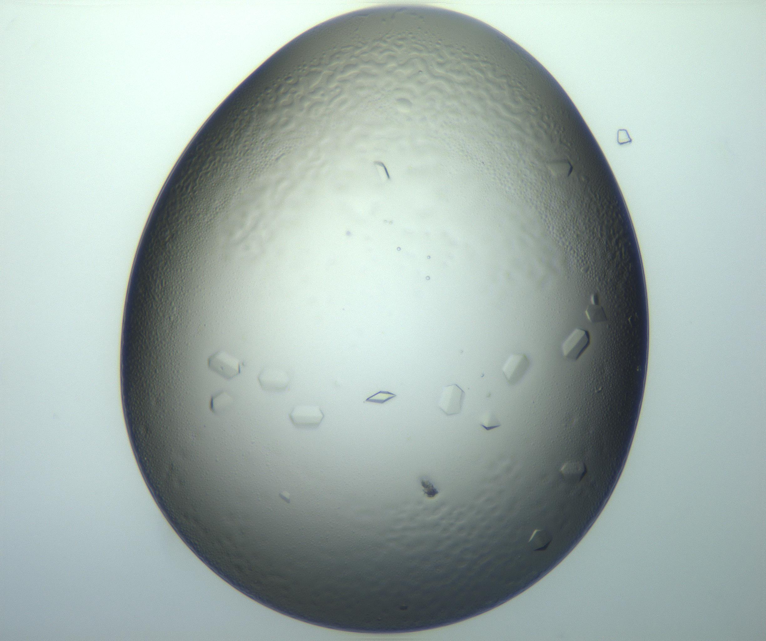 RI01_03_000_0212_Proj1_Clon1_MC_0000MC103120_002_161210_06_08_02_00_99_002_001_RAI.jpg