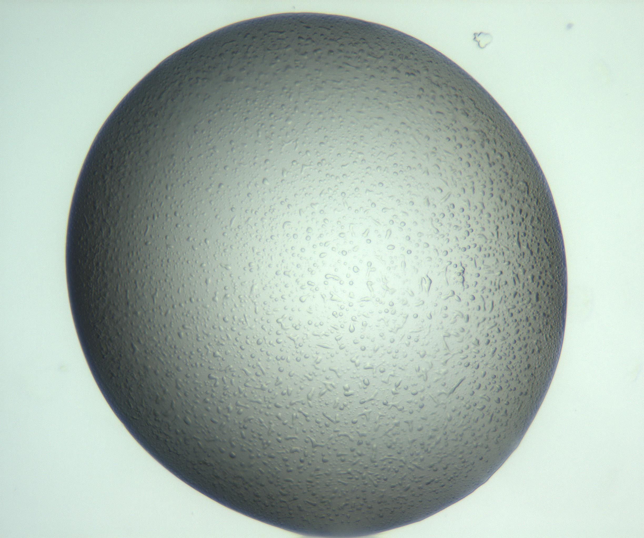 RI01_03_000_0212_Proj1_Clon1_MC_0000MC103121_010_170113_08_01_01_00_99_002_001_RAI.jpg