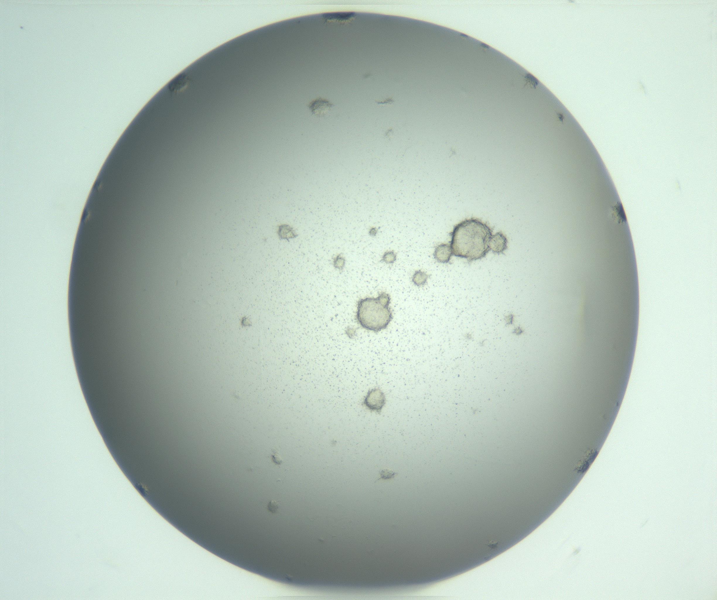RI01_03_000_0212_Proj1_Clon1_MC_0000MC103122_004_161214_08_02_01_00_99_002_001_RAI.jpg