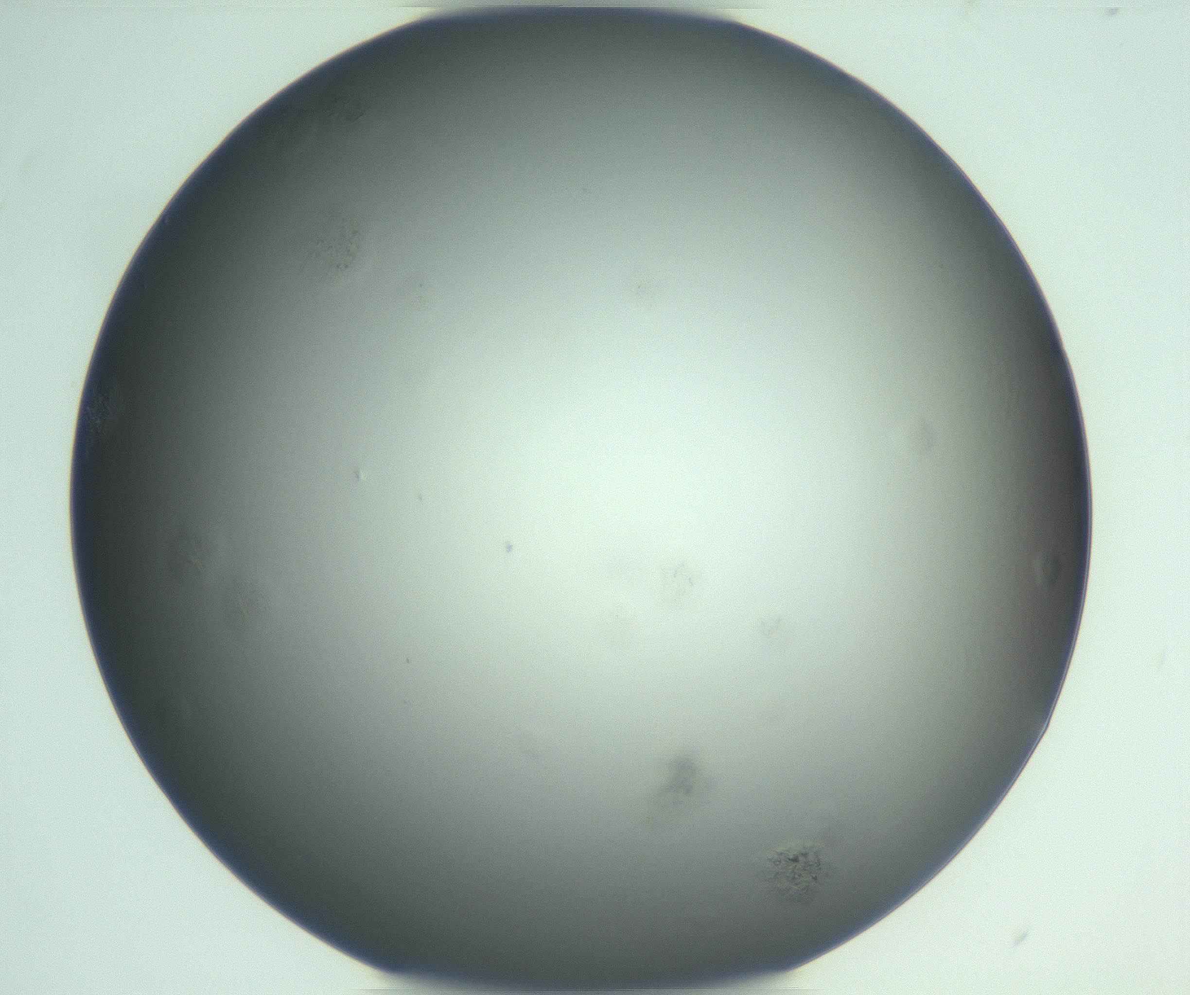RI01_03_000_0212_Proj1_Clon1_MC_0000MC103122_005_161216_06_06_01_00_99_002_001_RAI.jpg