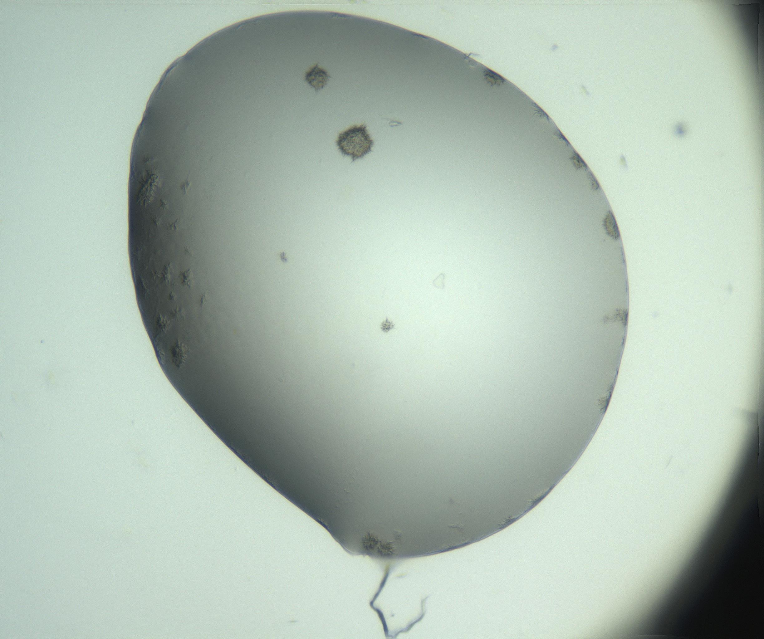 RI01_03_000_0212_Proj1_Clon1_MC_0000MC103122_005_161216_08_01_01_00_99_002_001_RAI.jpg