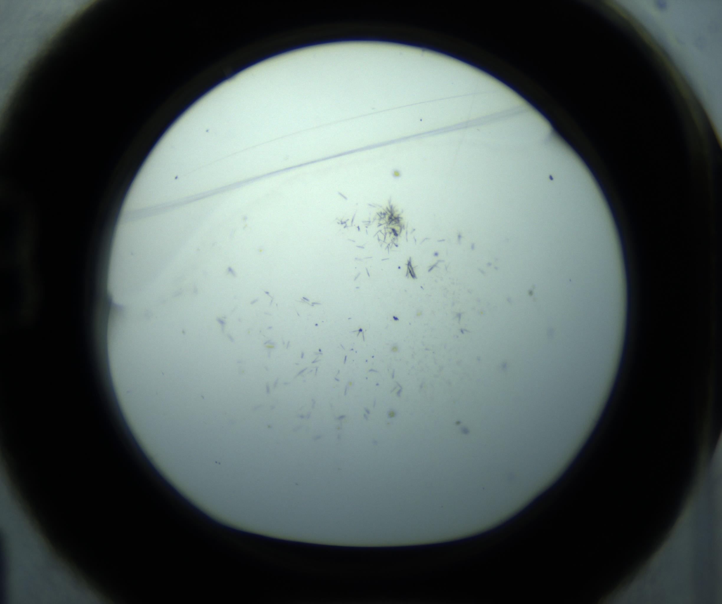 RI01_03_000_0212_Proj1_Clon1_MC_0000MC103126_005_161219_01_02_01_00_98_002_001_RAI.jpg
