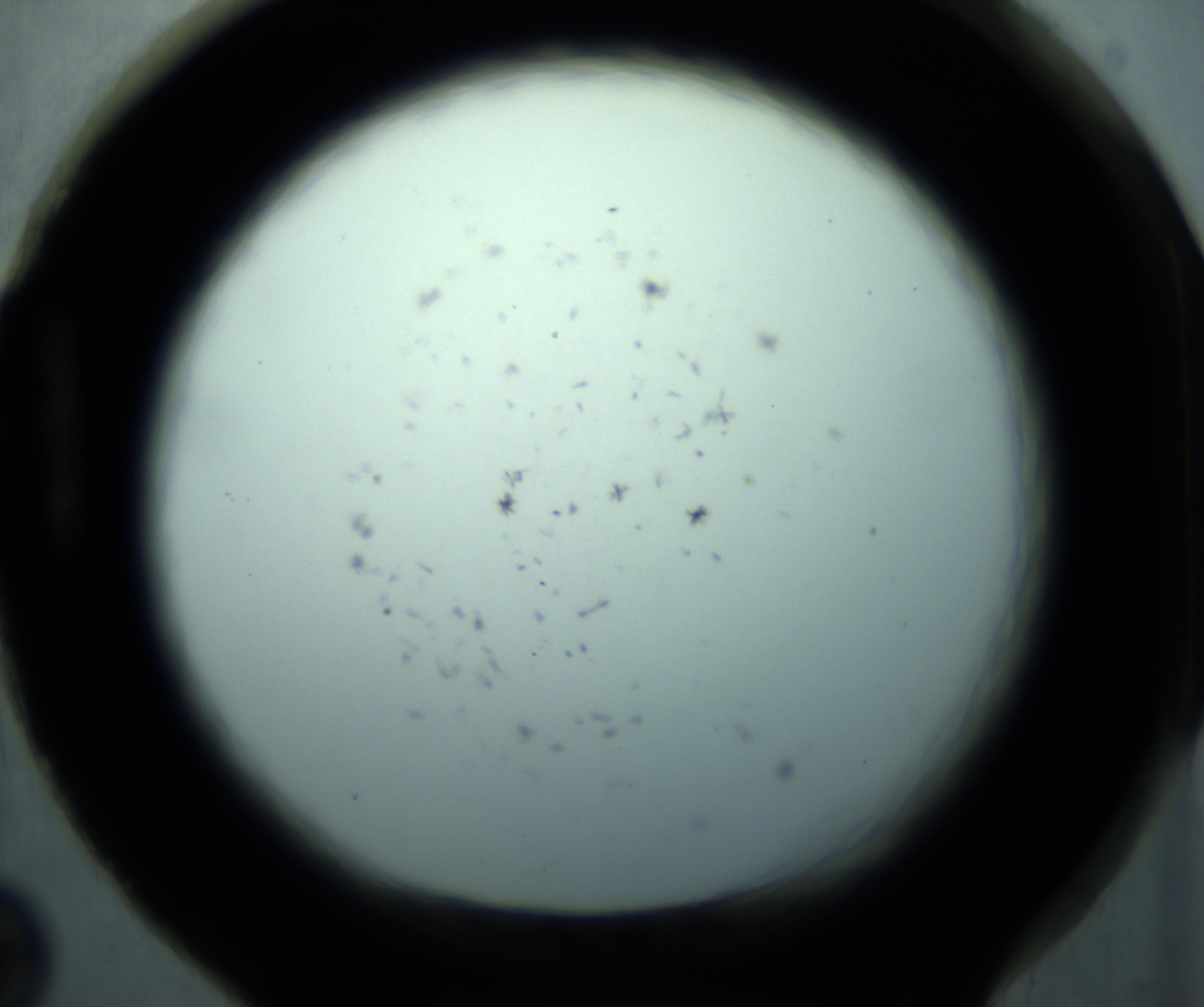 RI01_03_000_0212_Proj1_Clon1_MC_0000MC103126_005_161219_02_08_01_00_98_002_001_RAI.jpg