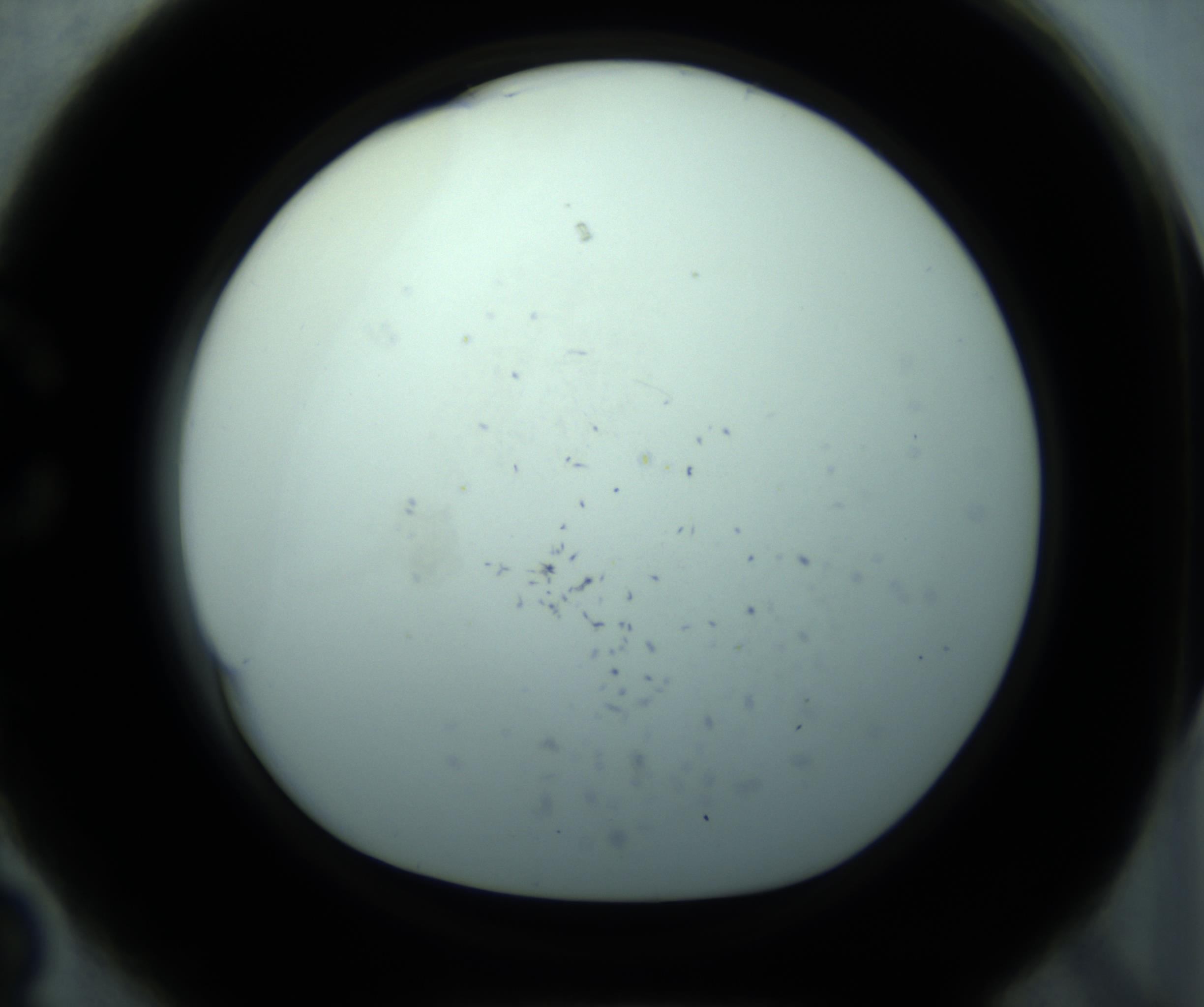 RI01_03_000_0212_Proj1_Clon1_MC_0000MC103126_005_161219_03_03_01_00_98_002_001_RAI.jpg