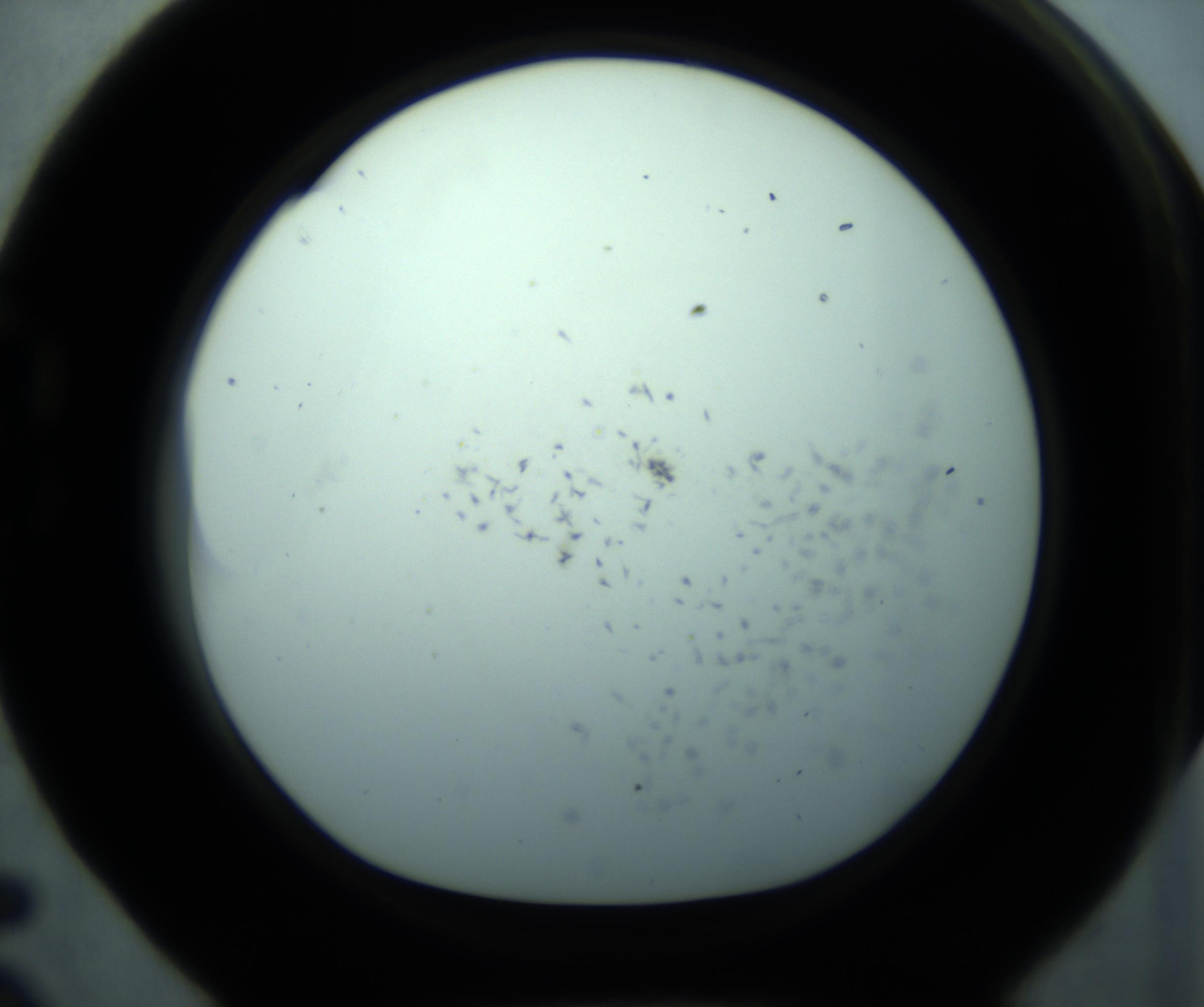 RI01_03_000_0212_Proj1_Clon1_MC_0000MC103126_005_161219_05_02_01_00_98_002_001_RAI.jpg