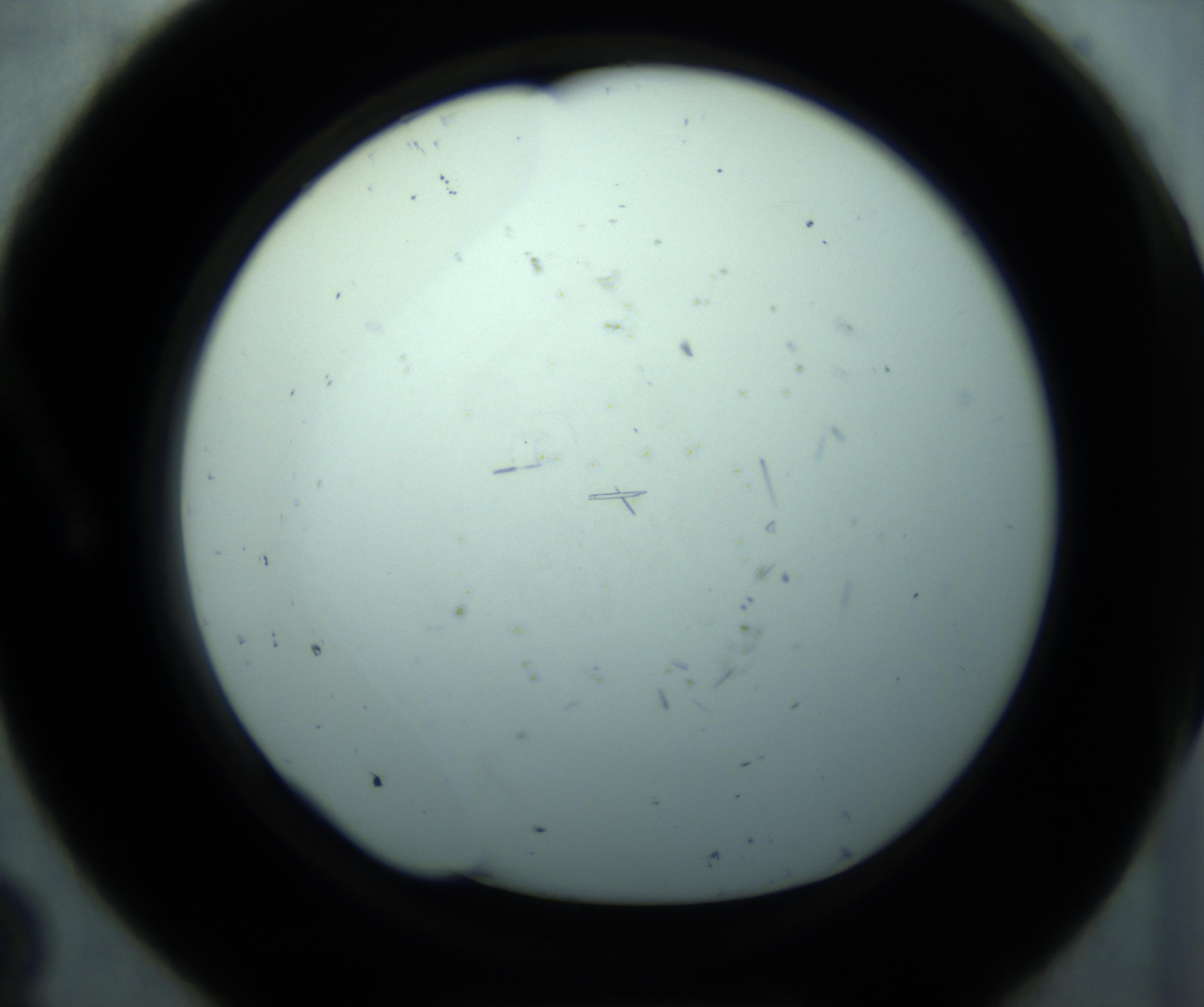 RI01_03_000_0212_Proj1_Clon1_MC_0000MC103126_005_161219_08_01_01_00_98_002_001_RAI.jpg