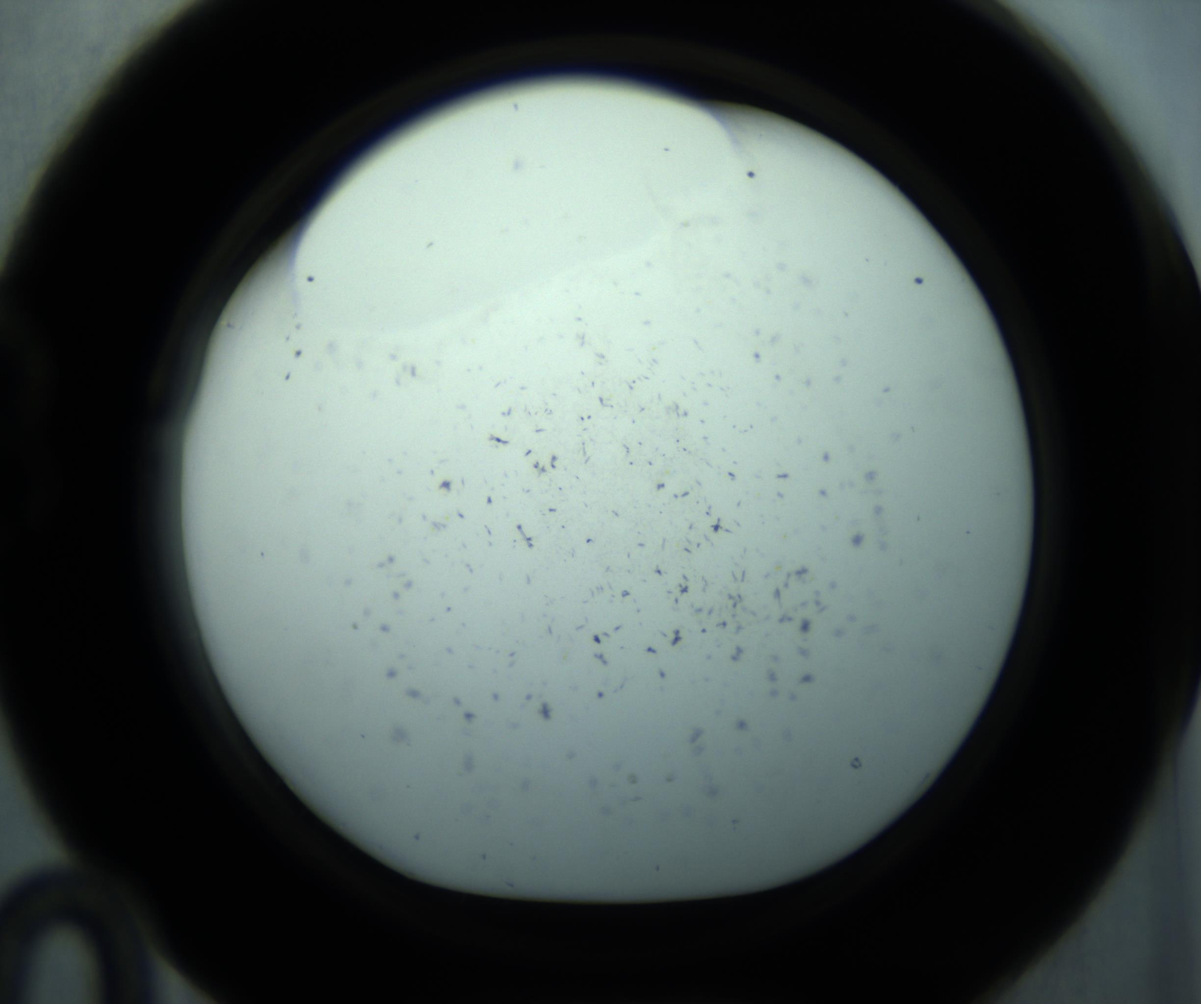 RI01_03_000_0212_Proj1_Clon1_MC_0000MC103126_005_161219_10_02_01_00_98_002_001_RAI.jpg