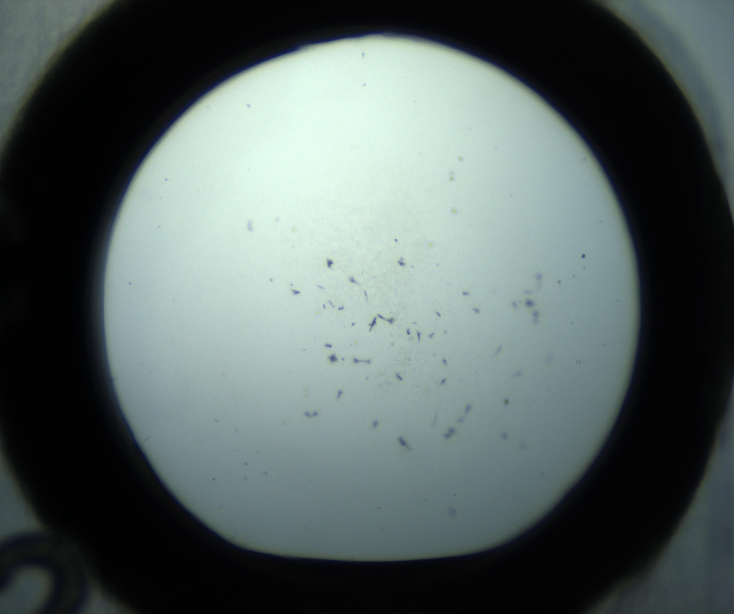 RI01_03_000_0212_Proj1_Clon1_MC_0000MC103126_005_161219_12_03_01_00_98_002_001_RAI.jpg