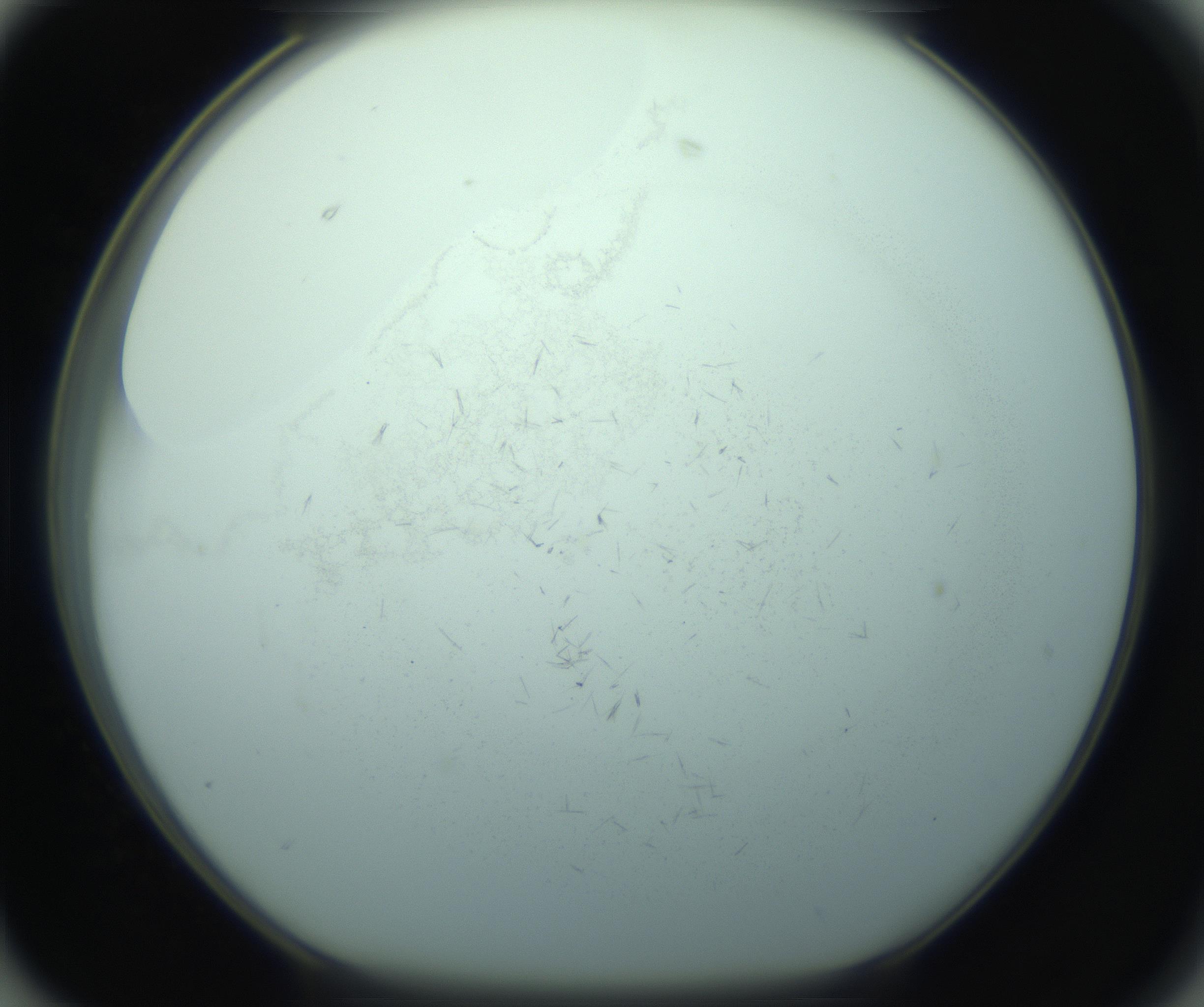 RI01_03_000_0212_Proj1_Clon1_MC_0000MC103126_014_170213_02_07_01_00_99_002_001_RAI.jpg