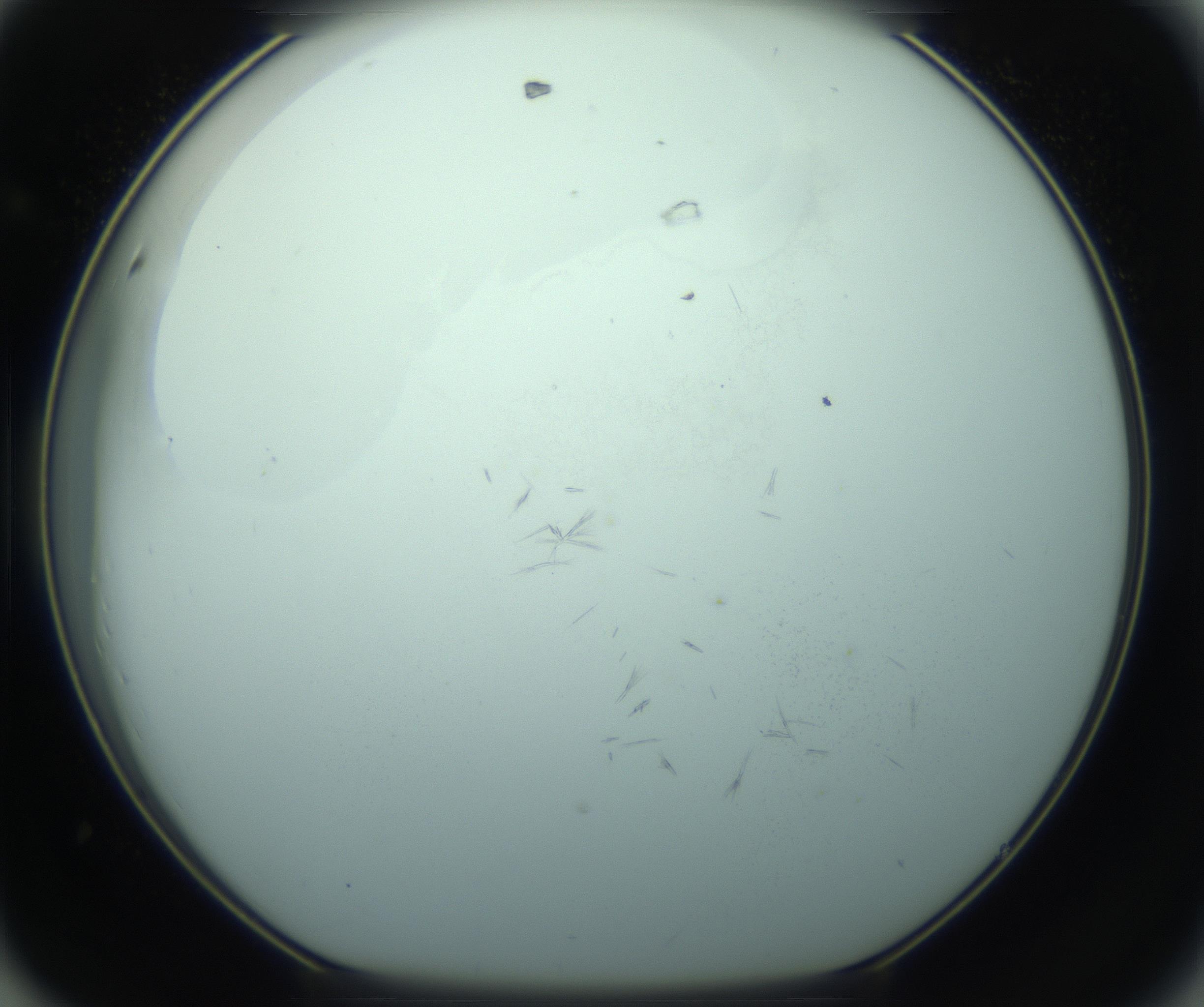RI01_03_000_0212_Proj1_Clon1_MC_0000MC103126_014_170213_08_04_01_00_99_002_001_RAI.jpg