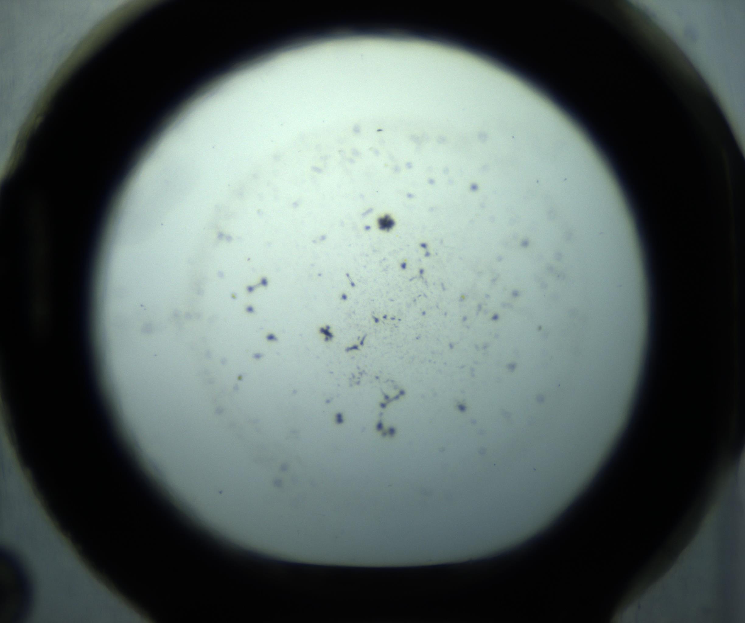 RI01_03_000_0212_Proj1_Clon1_MC_0000MC103127_005_161220_02_08_01_00_98_002_001_RAI.jpg