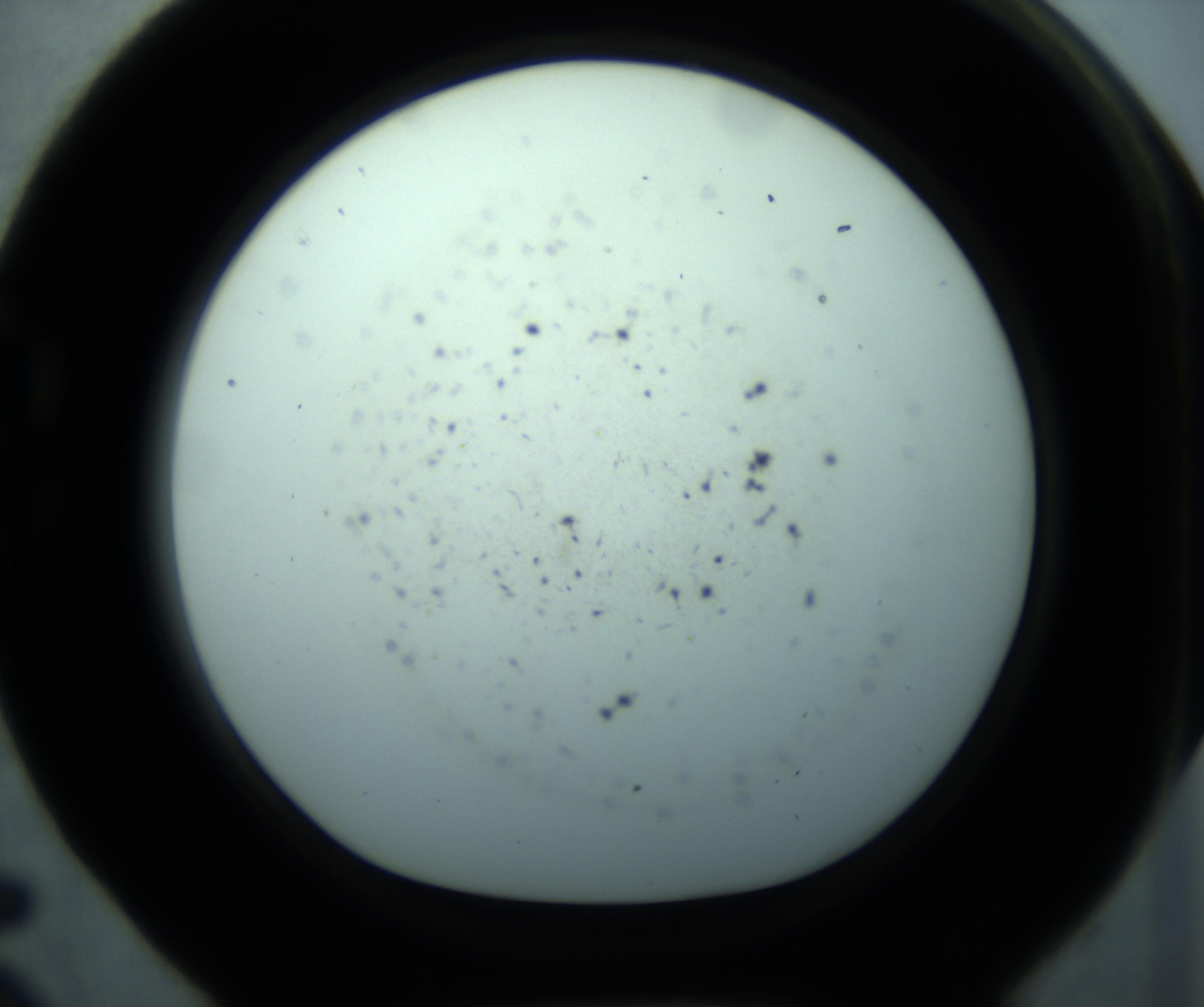 RI01_03_000_0212_Proj1_Clon1_MC_0000MC103127_005_161220_05_02_01_00_98_002_001_RAI.jpg
