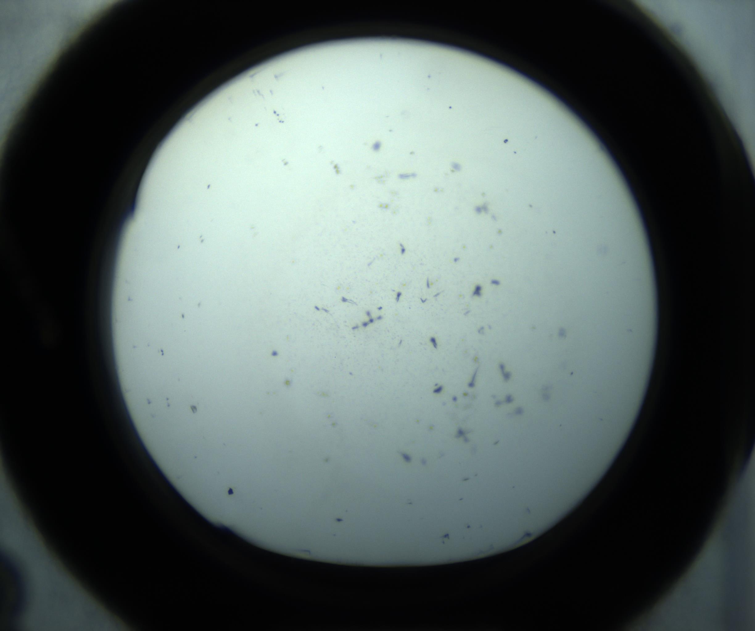 RI01_03_000_0212_Proj1_Clon1_MC_0000MC103127_005_161220_08_01_01_00_98_002_001_RAI.jpg