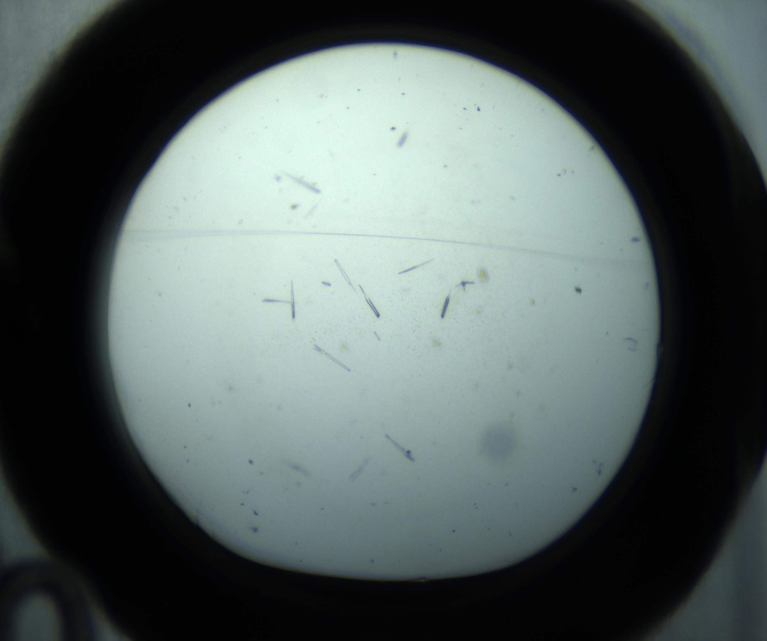 RI01_03_000_0212_Proj1_Clon1_MC_0000MC103127_005_161220_10_01_01_00_98_002_001_RAI.jpg