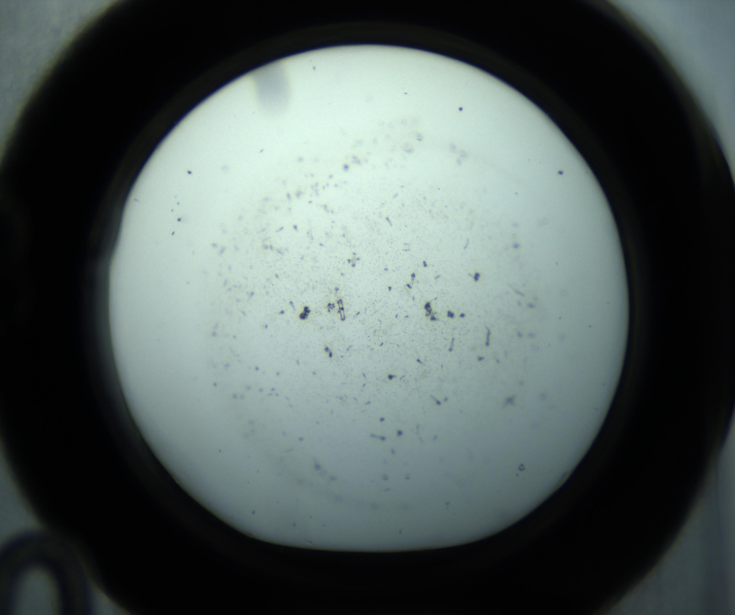 RI01_03_000_0212_Proj1_Clon1_MC_0000MC103127_005_161220_10_02_01_00_98_002_001_RAI.jpg
