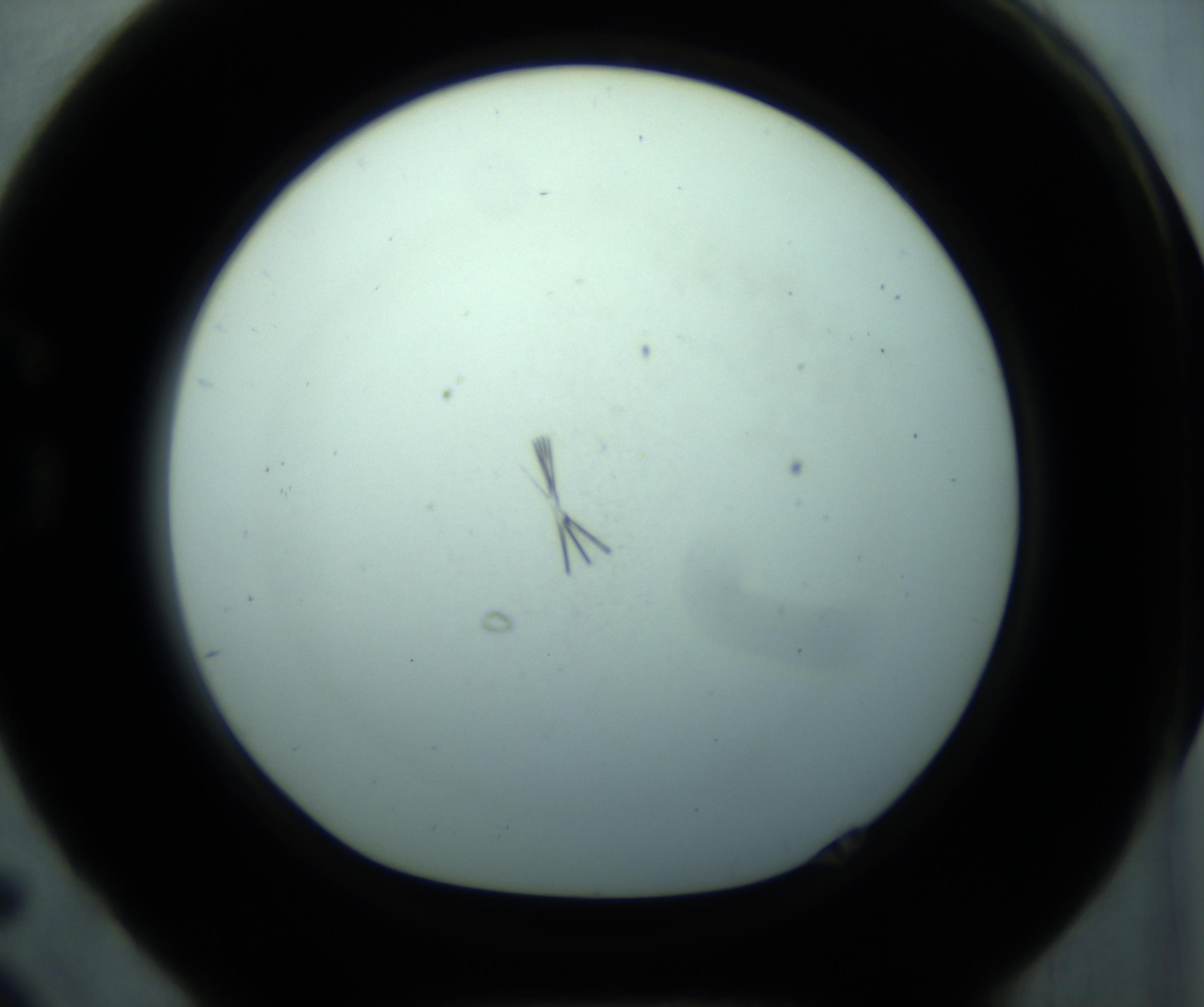 RI01_03_000_0212_Proj1_Clon1_MC_0000MC103127_009_170110_05_07_01_00_98_002_001_RAI.jpg