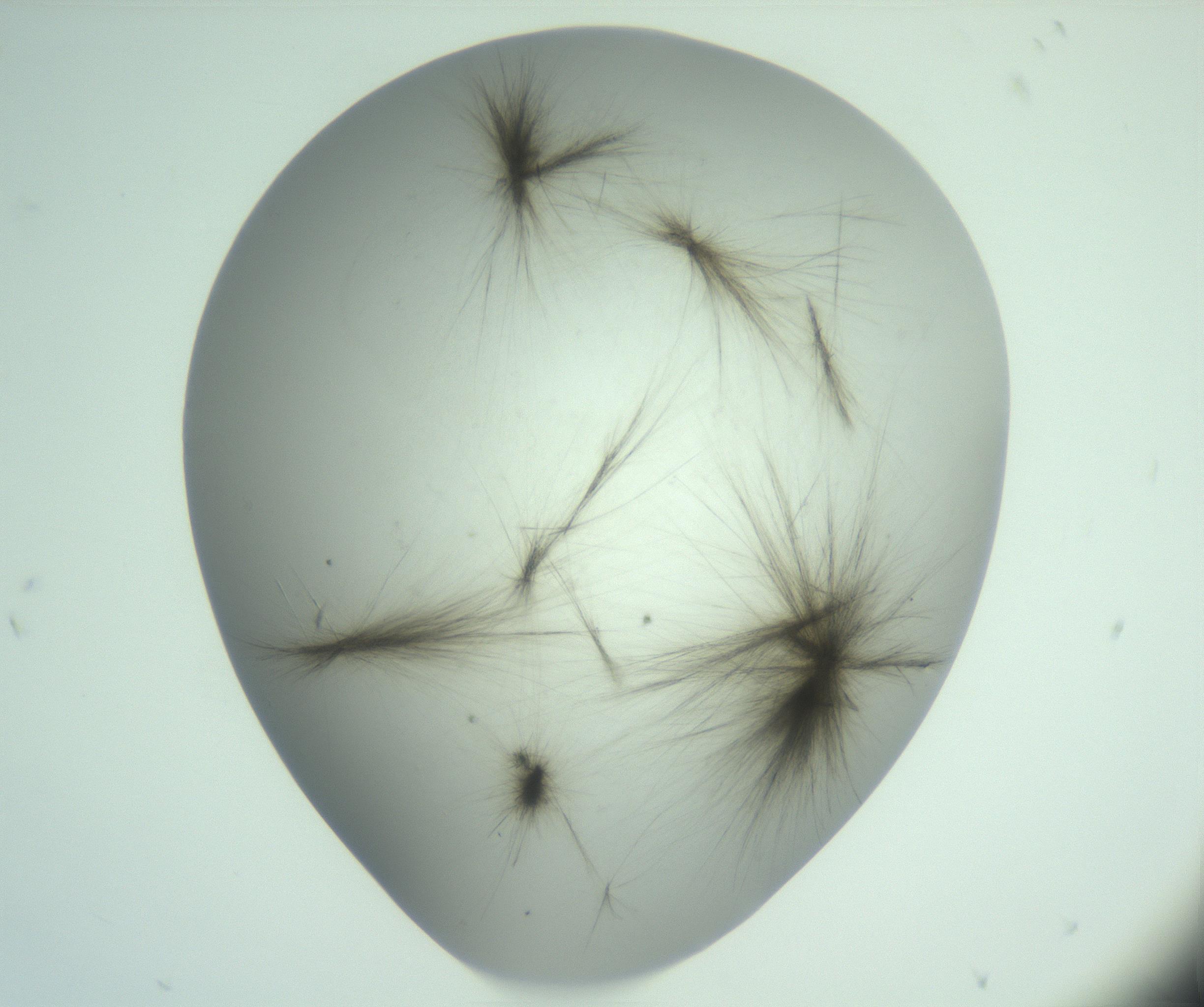 RI01_03_000_0212_Proj1_Clon1_MC_0000MC103129_004_161218_05_03_02_00_99_002_001_RAI.jpg