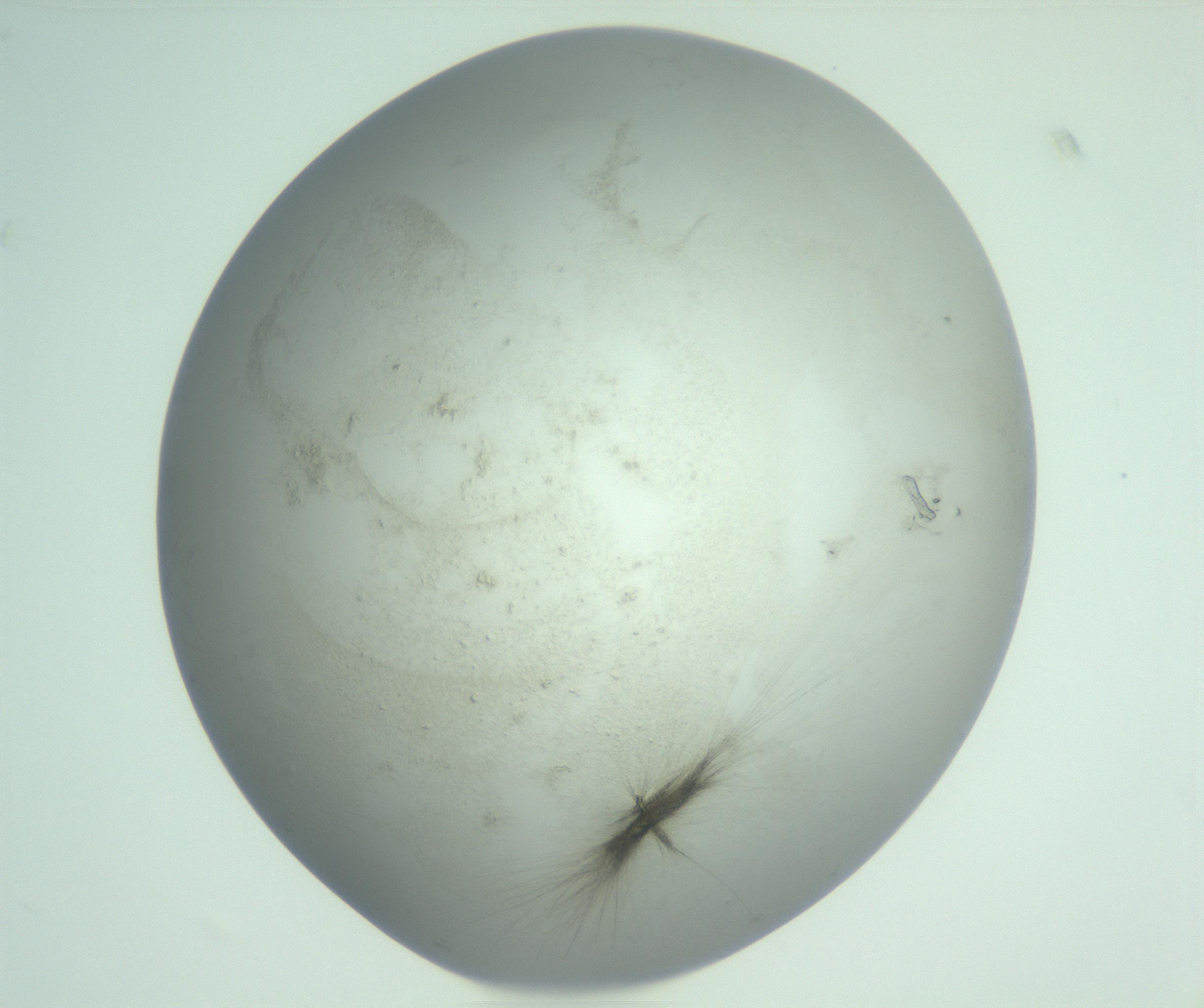 RI01_03_000_0212_Proj1_Clon1_MC_0000MC103129_004_161218_07_04_02_00_99_002_001_RAI.jpg