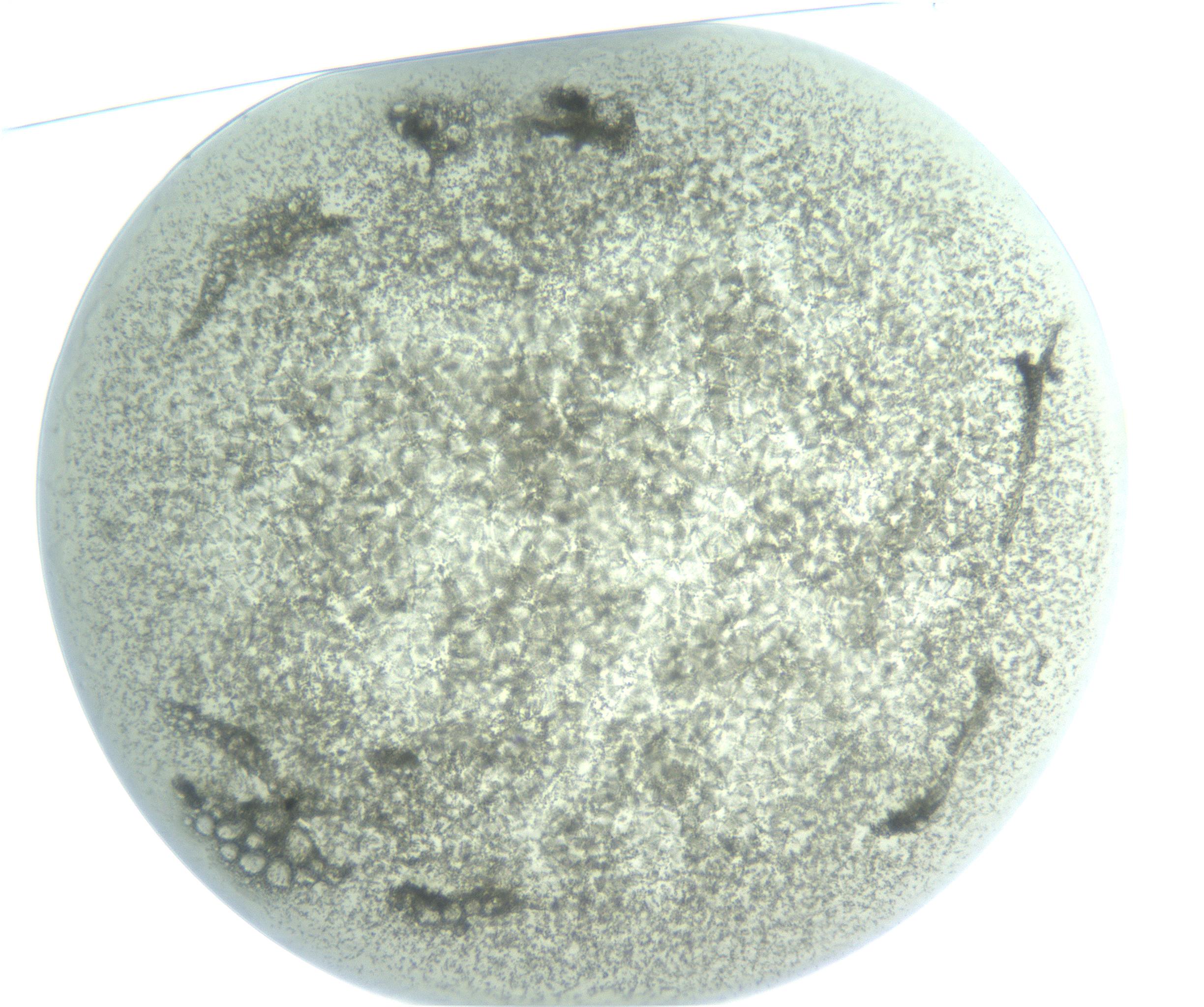 RI01_03_000_0212_Proj1_Clon1_MC_0000MC103129_006_161223_01_01_01_00_99_002_001_RAI.jpg
