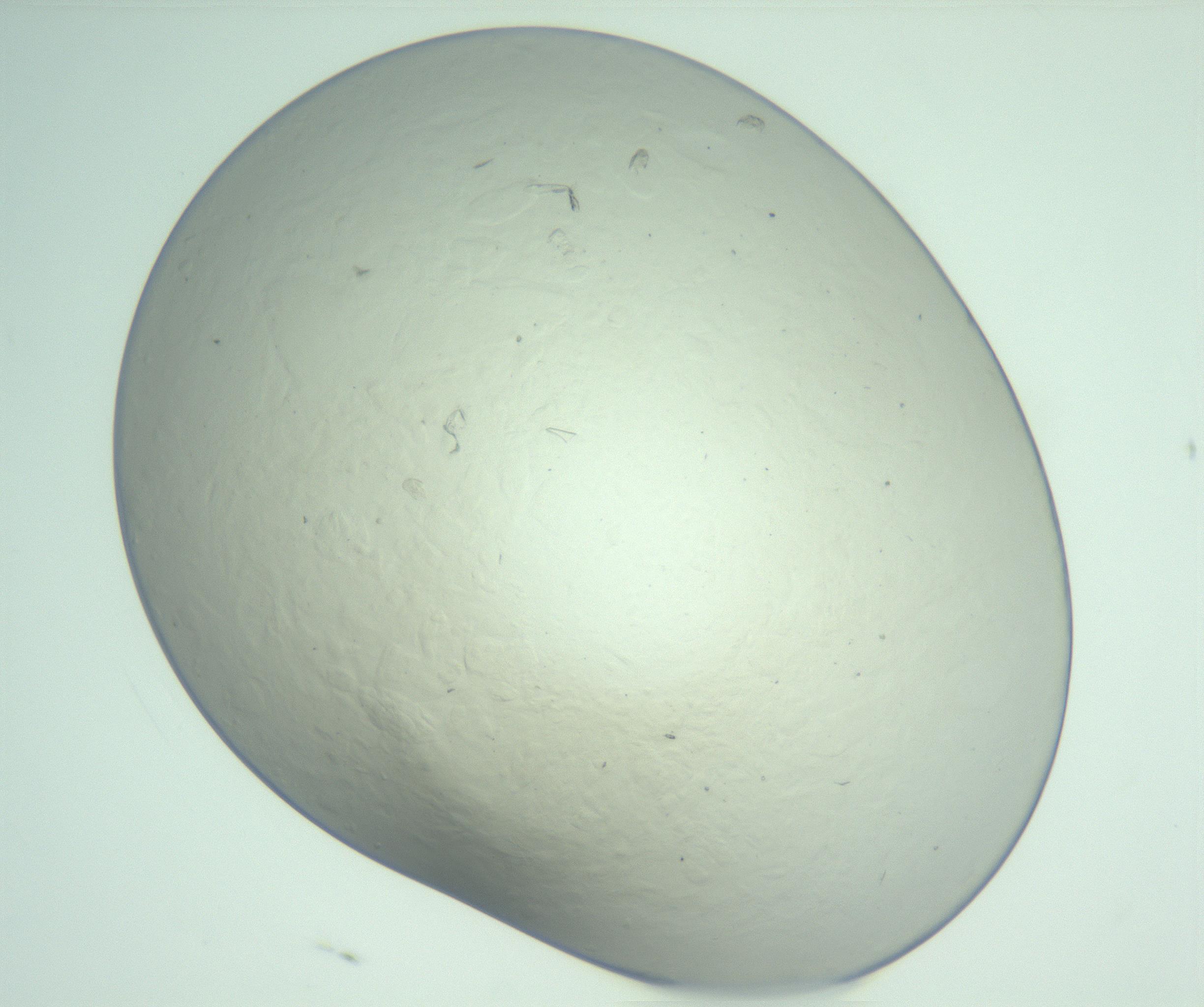 RI01_03_000_0212_Proj1_Clon1_MC_0000MC103129_007_161227_04_03_01_00_99_002_001_RAI.jpg