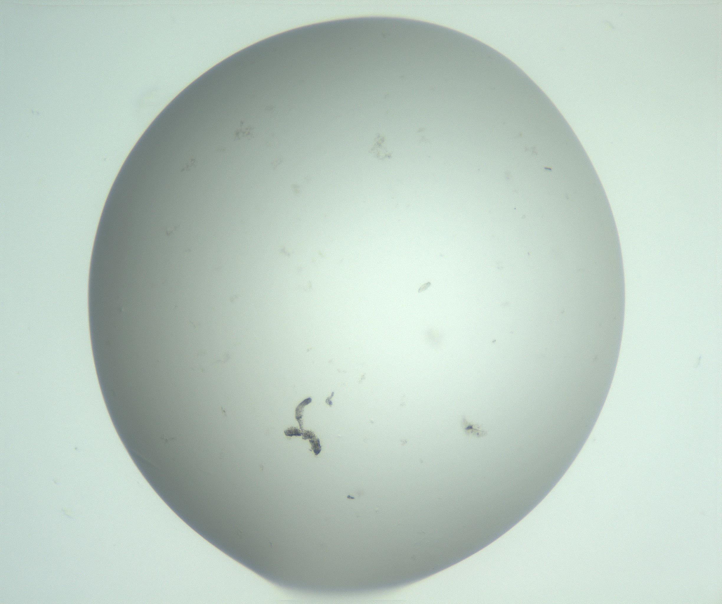 RI01_03_000_0212_Proj1_Clon1_MC_0000MC103129_007_161227_06_04_02_00_99_002_001_RAI.jpg