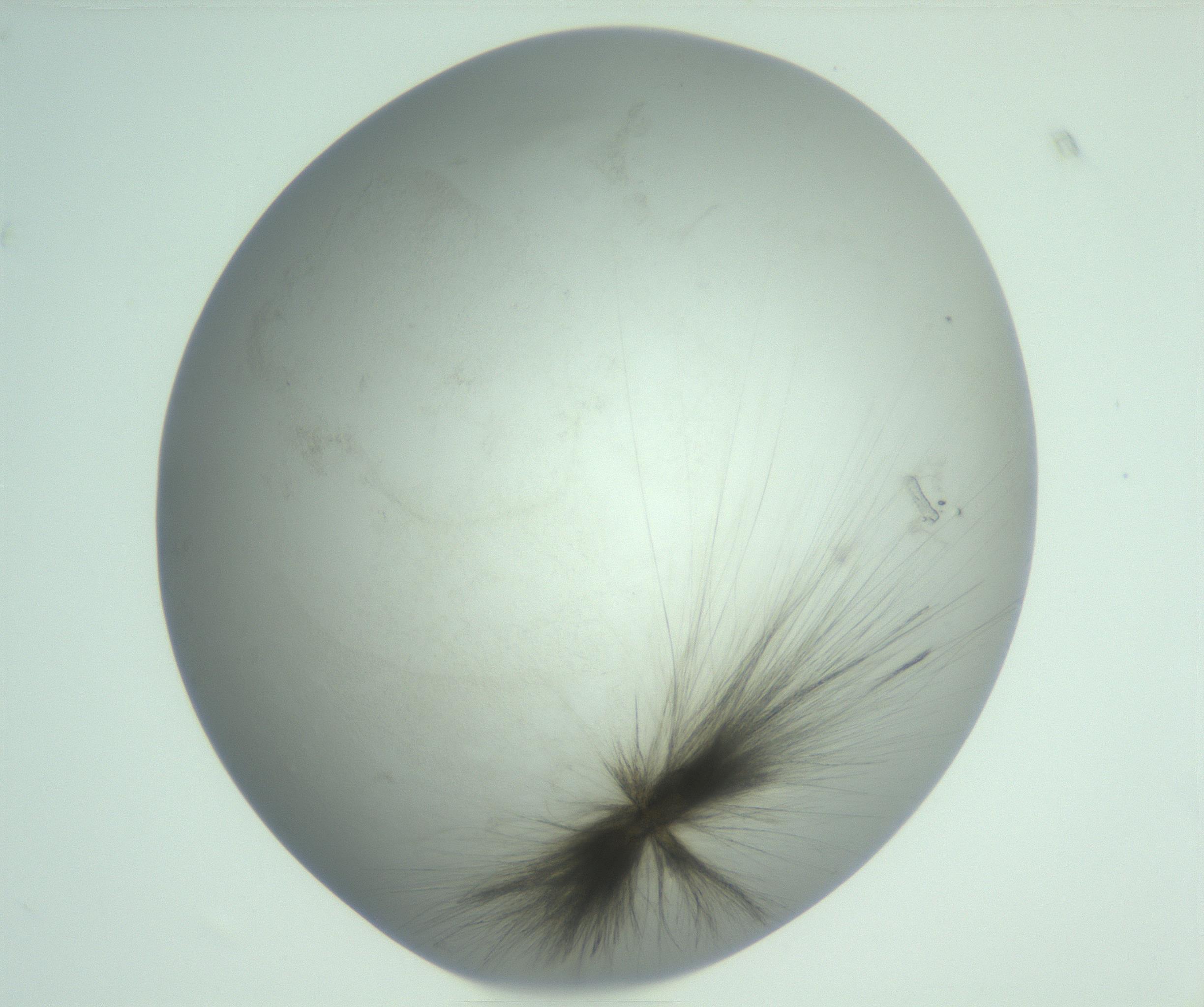 RI01_03_000_0212_Proj1_Clon1_MC_0000MC103129_007_161227_07_04_02_00_99_002_001_RAI.jpg