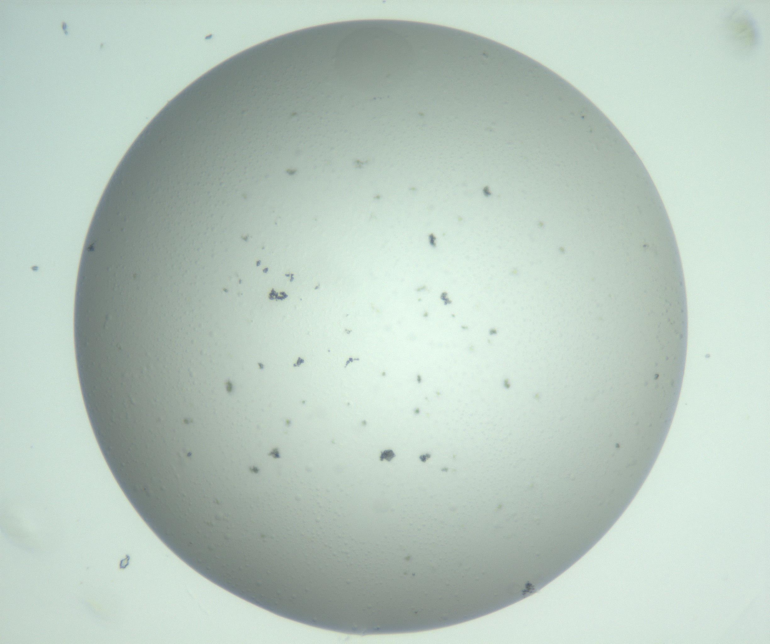 RI01_03_000_0212_Proj1_Clon1_MC_0000MC103129_007_161227_07_06_02_00_99_002_001_RAI.jpg
