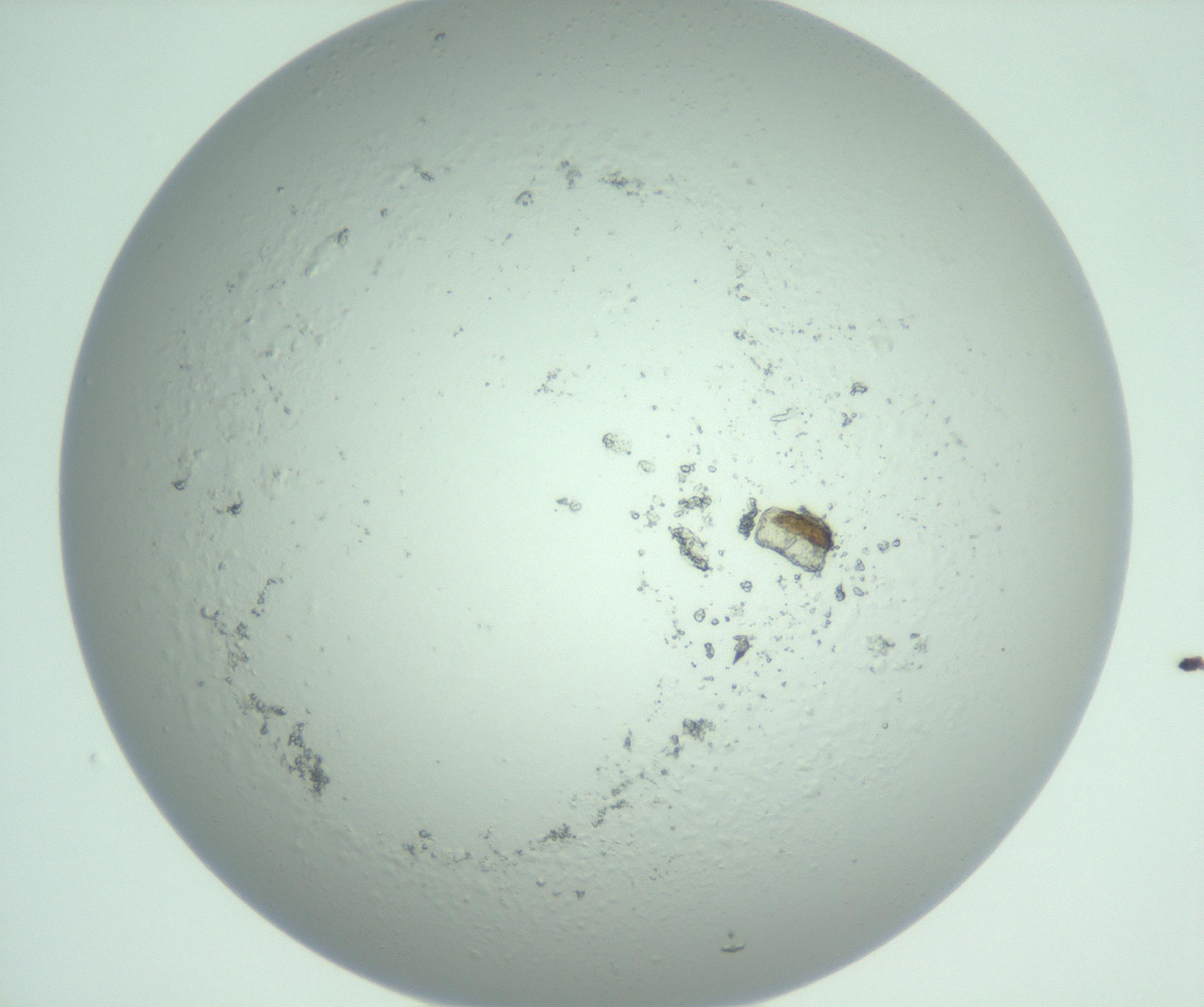 RI01_03_000_0212_Proj1_Clon1_MC_0000MC103129_007_161227_09_05_01_00_99_002_001_RAI.jpg