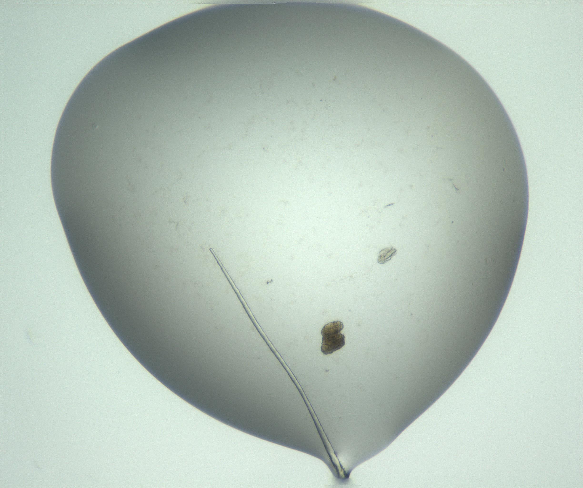 RI01_03_000_0212_Proj1_Clon1_MC_0000MC103129_007_161227_10_02_01_00_99_002_001_RAI.jpg