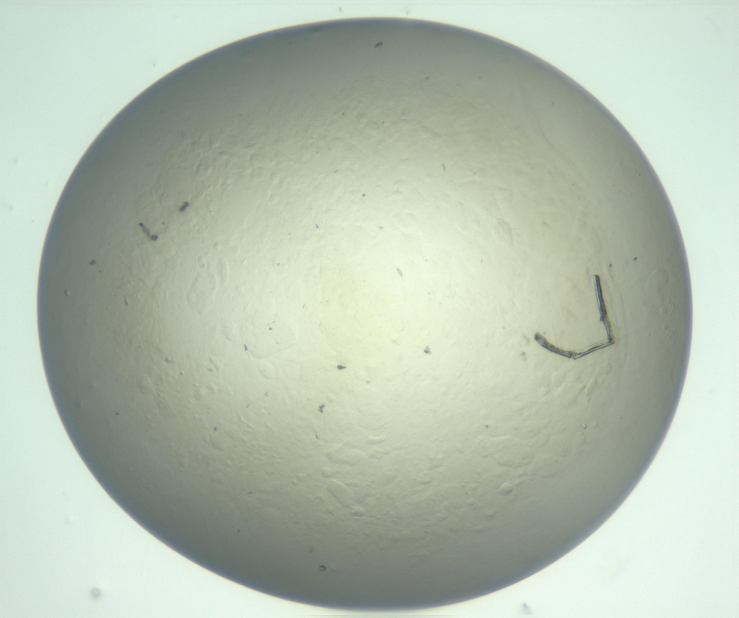 RI01_03_000_0212_Proj1_Clon1_MC_0000MC103129_007_161227_12_05_01_00_99_002_001_RAI.jpg