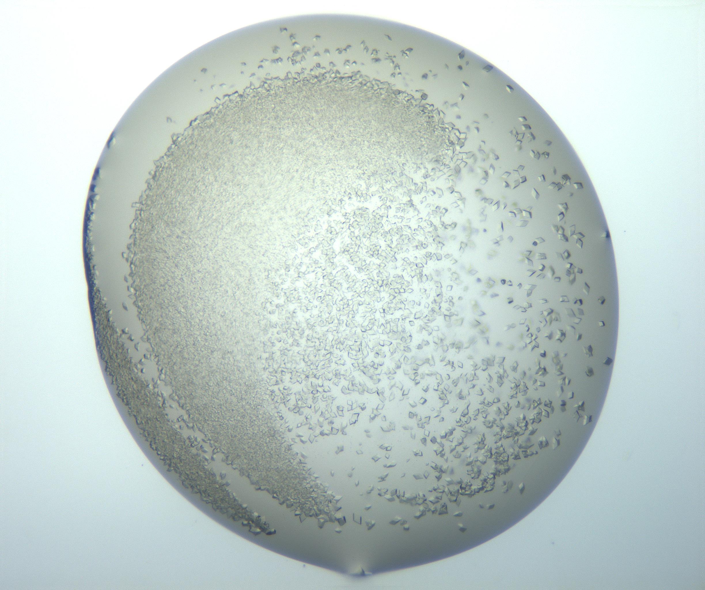 RI01_03_000_0212_Proj1_Clon1_MC_0000MC103139_003_161217_06_03_01_00_99_002_001_RAI.jpg