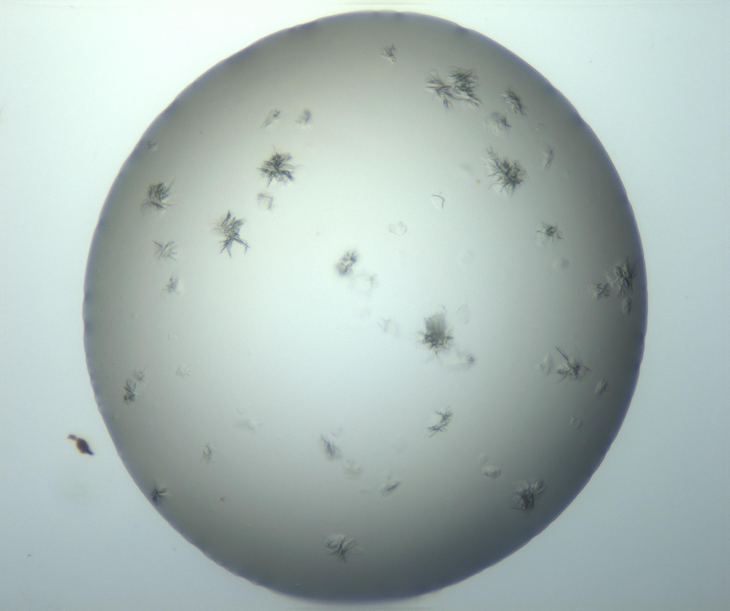 RI01_03_000_0212_Proj1_Clon1_MC_0000MC103139_009_170111_12_03_02_00_99_002_001_RAI.jpg