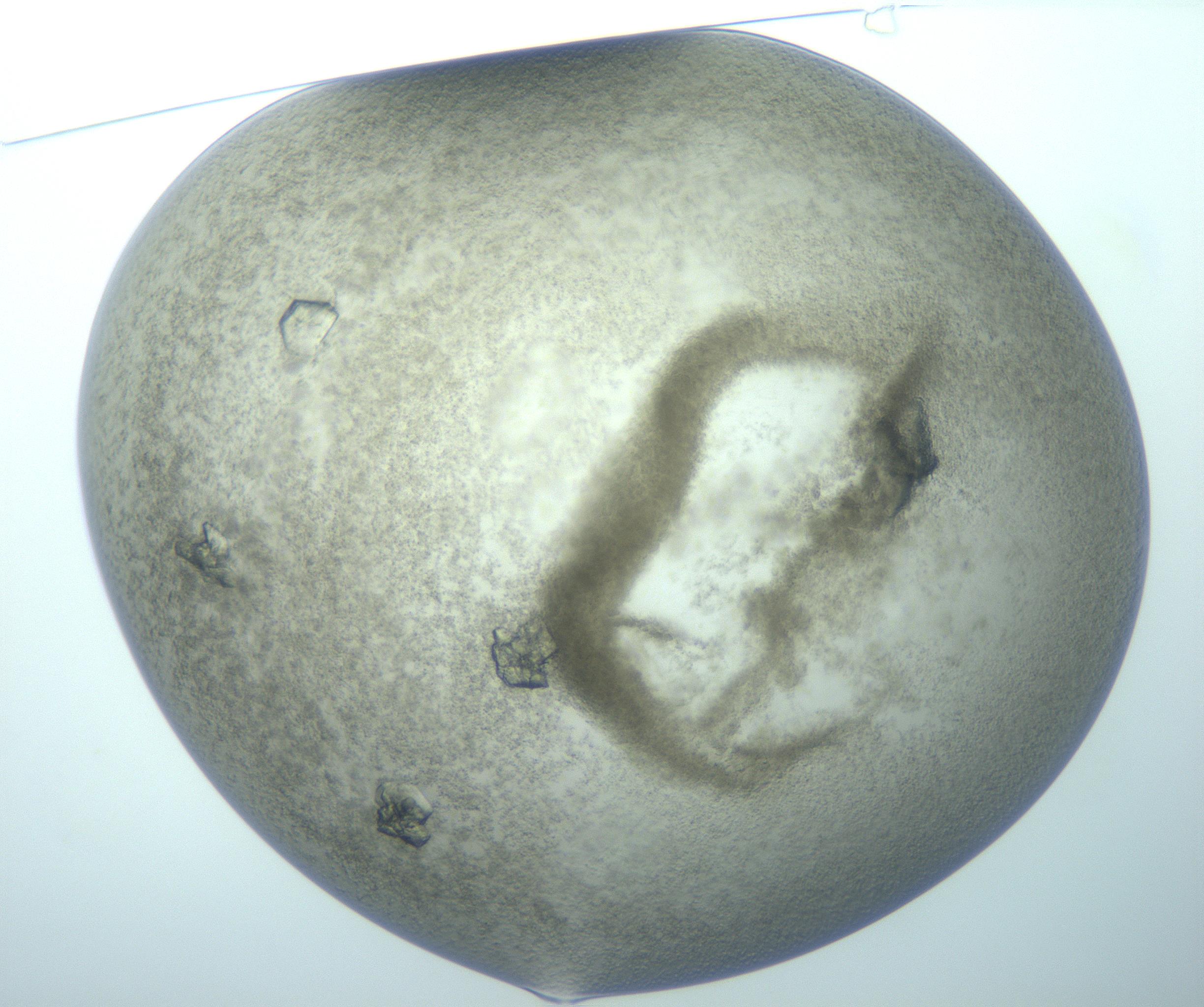 RI01_03_000_0212_Proj1_Clon1_MC_0000MC103139_010_170118_01_01_01_00_99_002_001_RAI.jpg