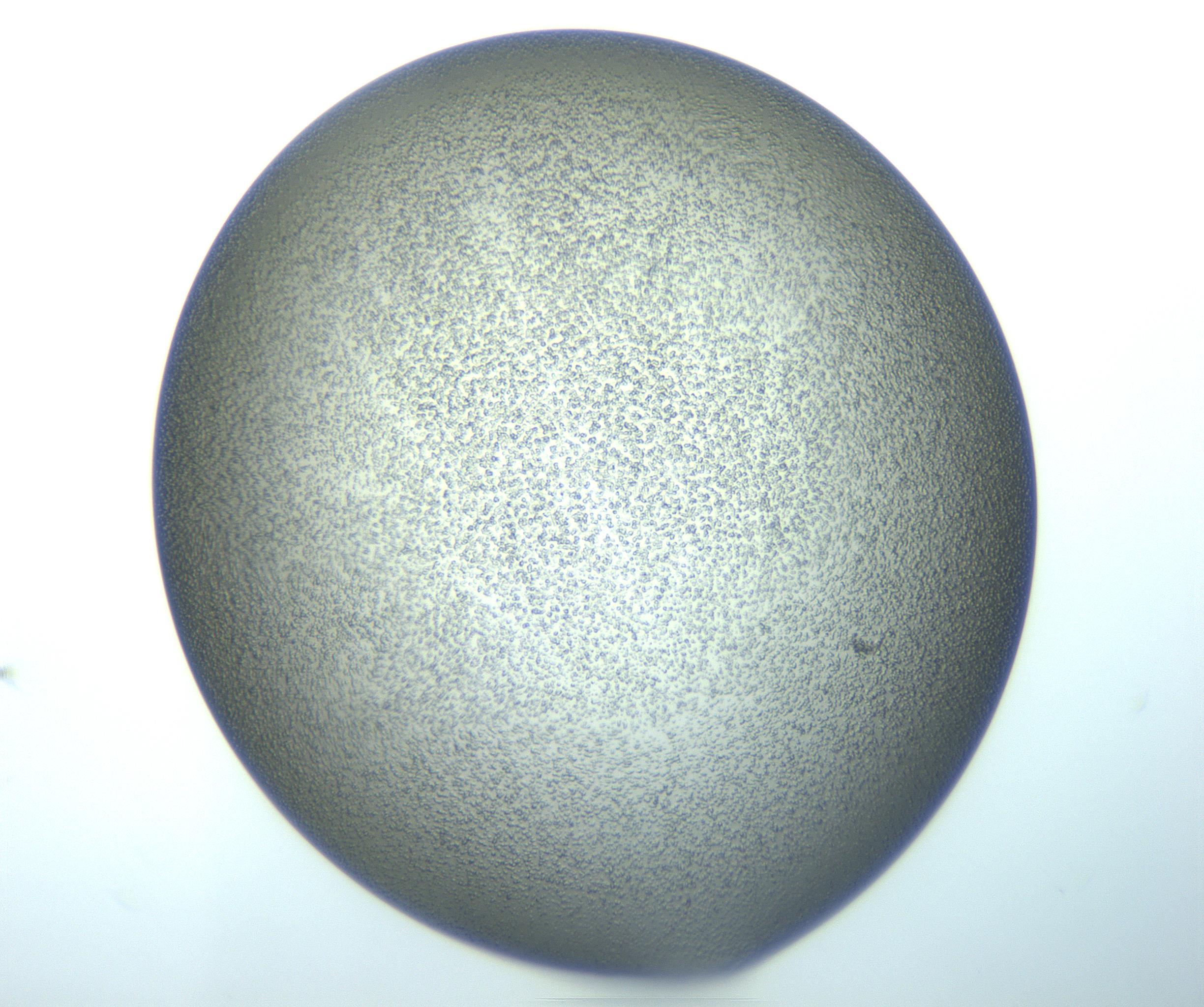 RI01_03_000_0212_Proj1_Clon1_MC_0000MC103140_004_161219_09_01_02_00_99_002_001_RAI.jpg