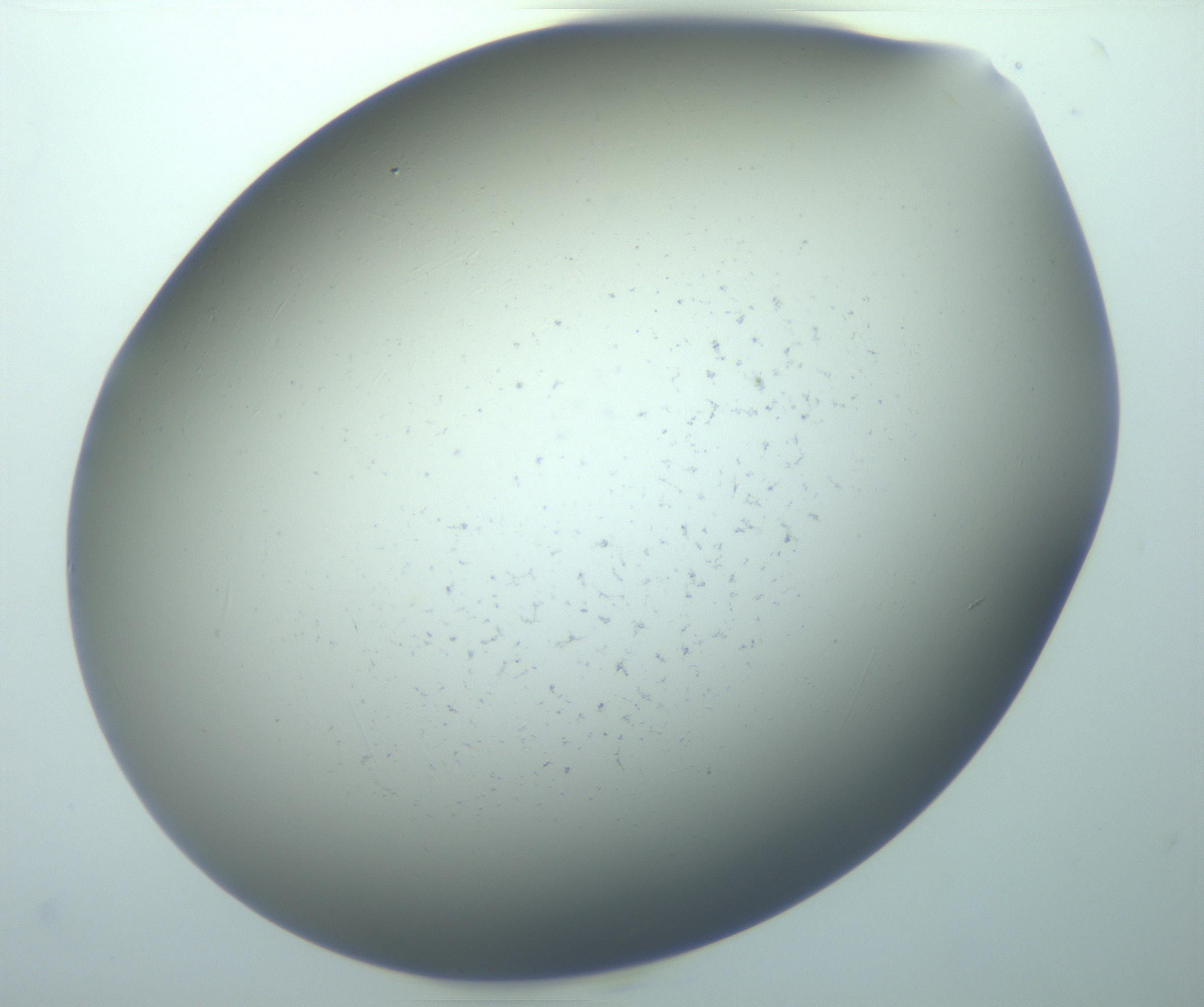 RI01_03_000_0212_Proj1_Clon1_MC_0000MC103140_010_170118_02_08_02_00_99_002_001_RAI.jpg