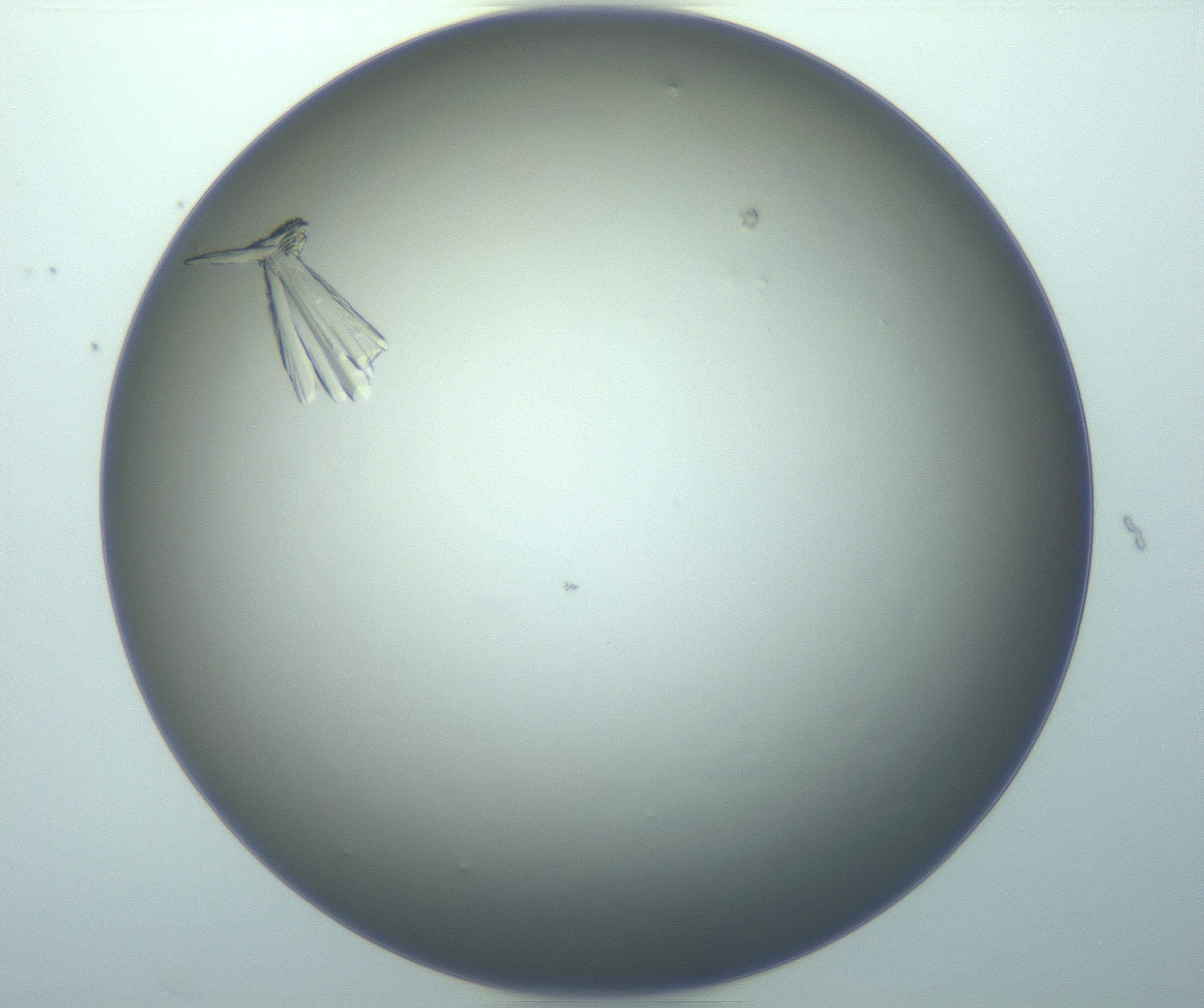 RI01_03_000_0212_Proj1_Clon1_MC_0000MC103140_010_170118_07_03_01_00_99_002_001_RAI.jpg