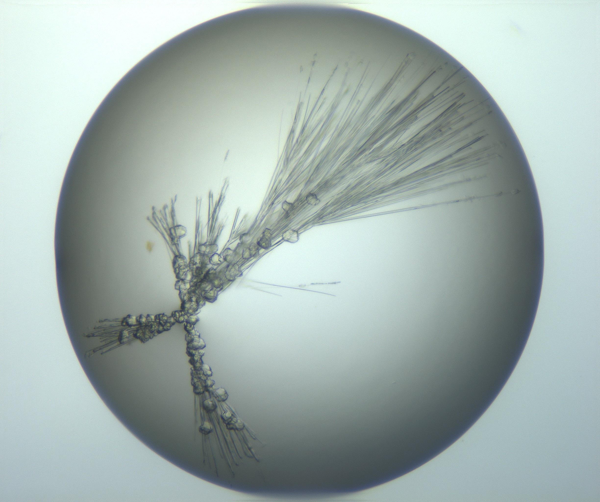 RI01_03_000_0212_Proj1_Clon1_MC_0000MC103140_010_170118_07_04_01_00_99_002_001_RAI.jpg