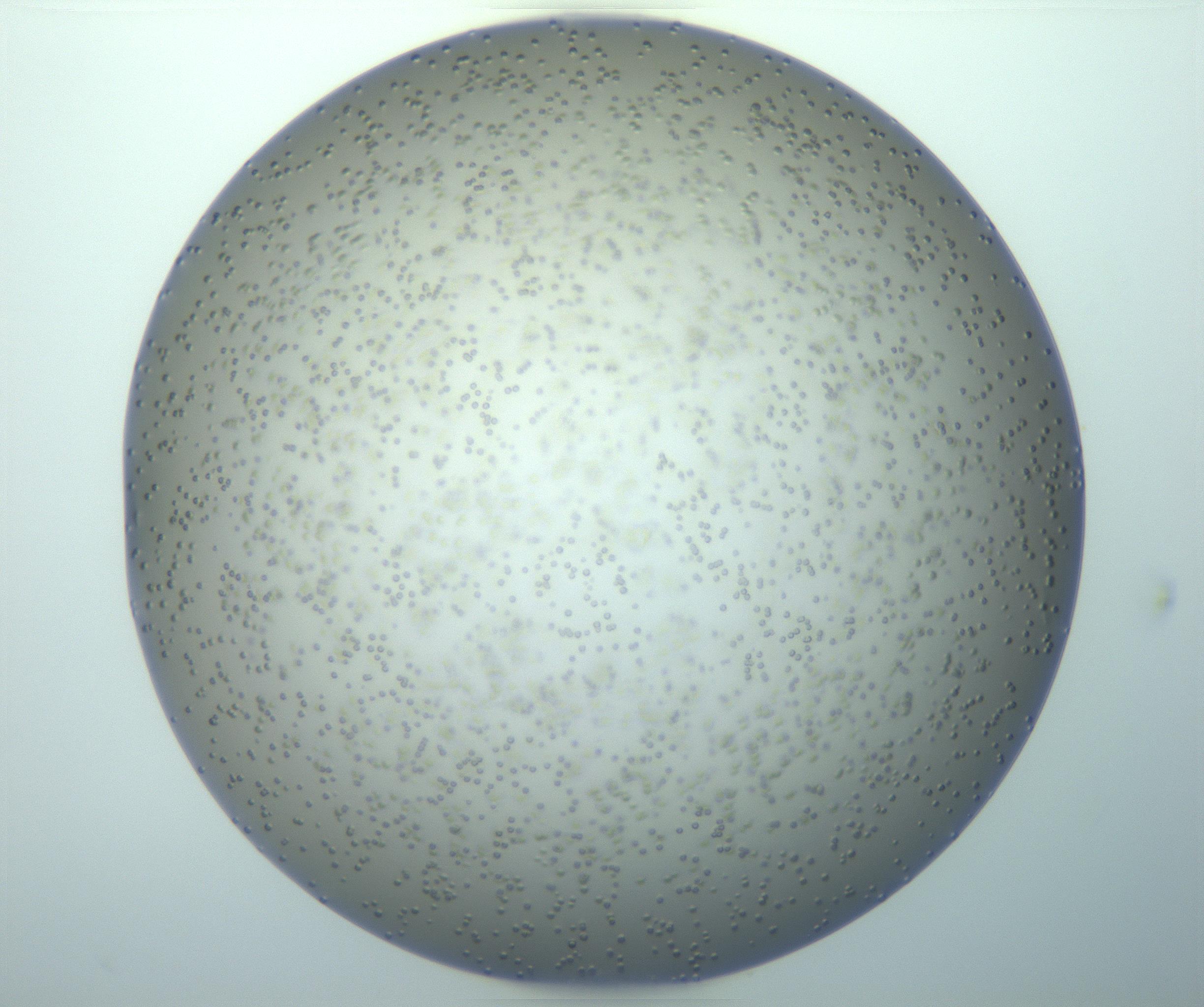 RI01_03_000_0212_Proj1_Clon1_MC_0000MC103140_010_170118_10_03_01_00_99_002_001_RAI.jpg