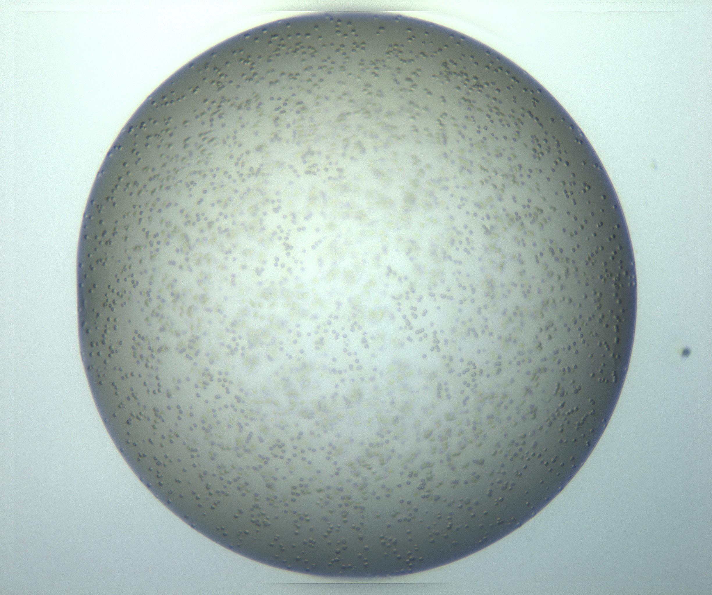 RI01_03_000_0212_Proj1_Clon1_MC_0000MC103140_013_170208_10_03_01_00_99_002_001_RAI.jpg