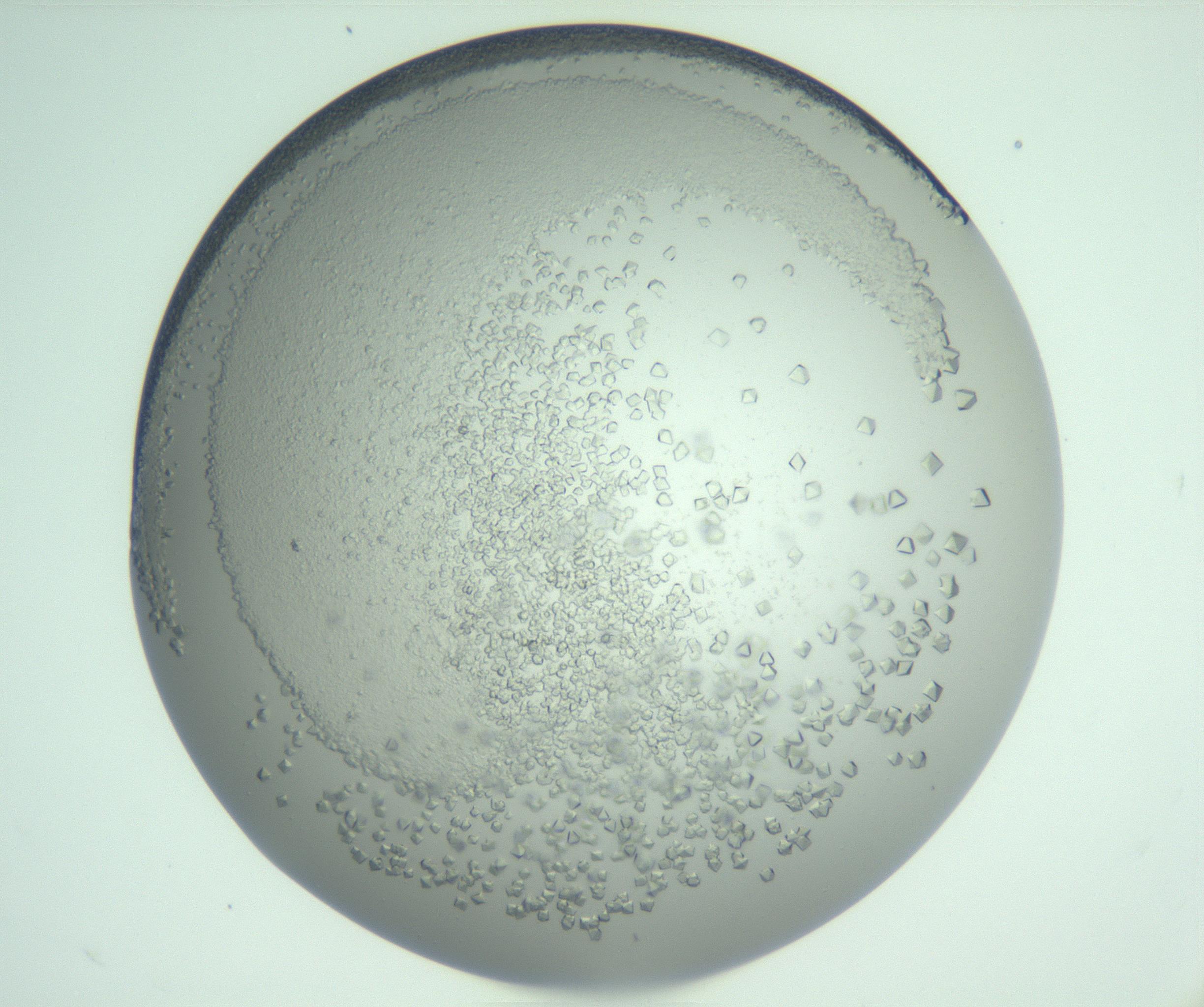 RI01_03_000_0212_Proj1_Clon1_MC_0000MC103142_004_161219_06_03_01_00_99_002_001_RAI.jpg