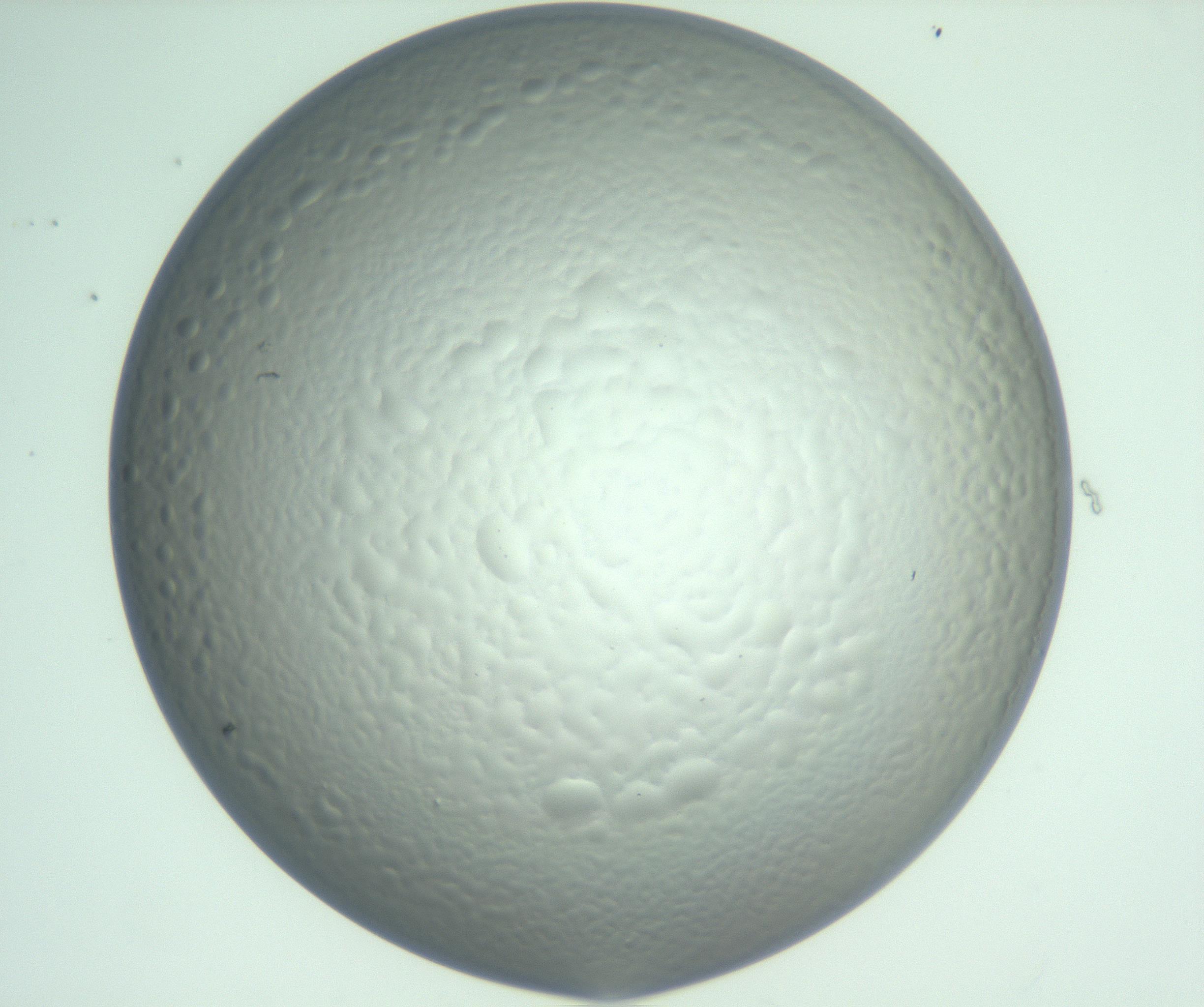 RI01_03_000_0212_Proj1_Clon1_MC_0000MC103142_004_161219_07_03_01_00_99_002_001_RAI.jpg