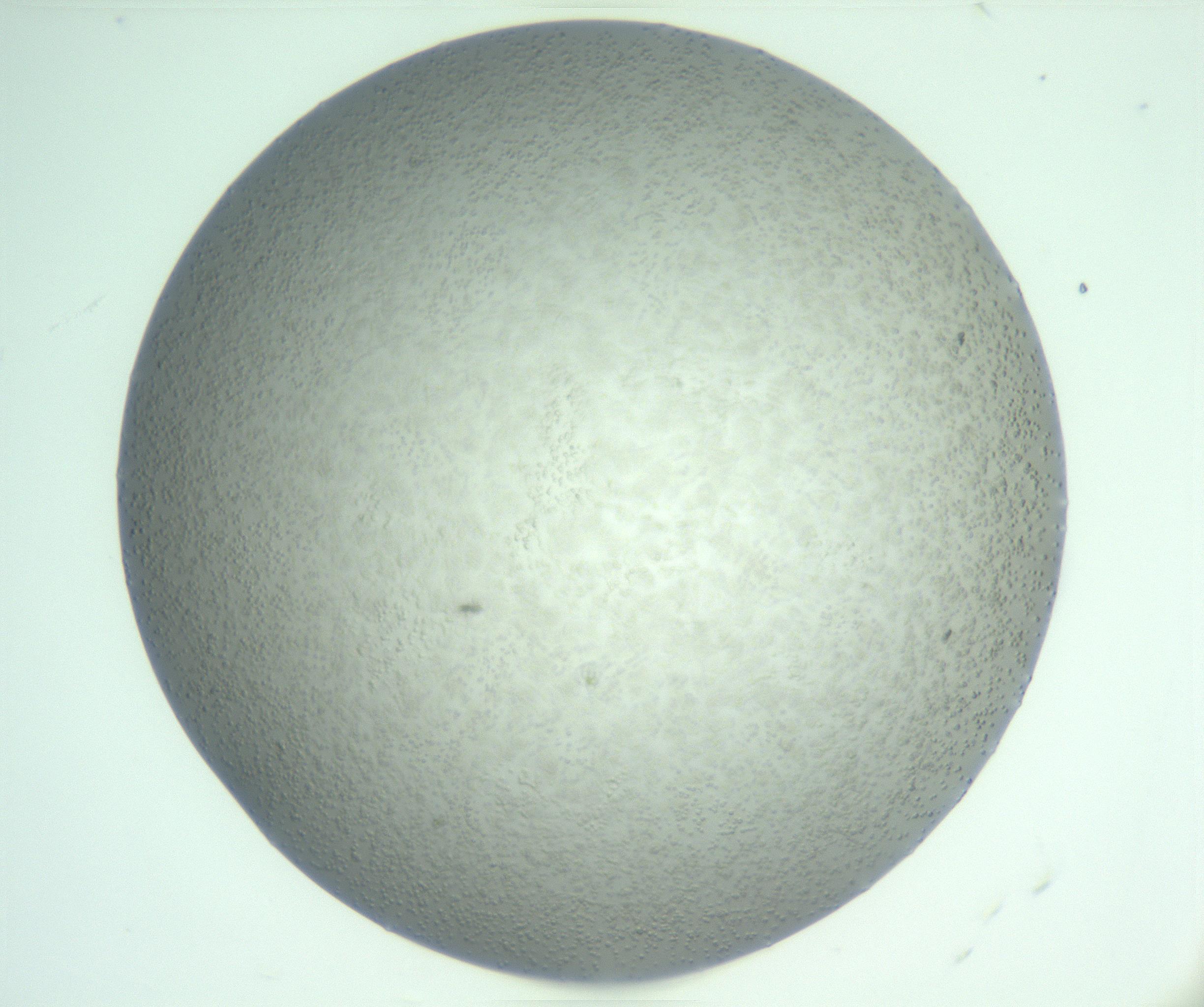 RI01_03_000_0212_Proj1_Clon1_MC_0000MC103142_004_161219_08_03_01_00_99_002_001_RAI.jpg