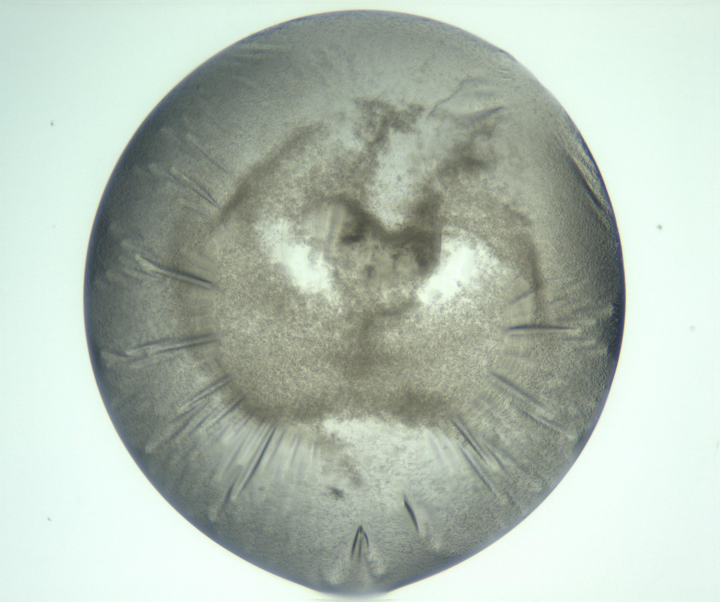 RI01_03_000_0212_Proj1_Clon1_MC_0000MC103142_004_161219_09_03_01_00_99_002_001_RAI.jpg