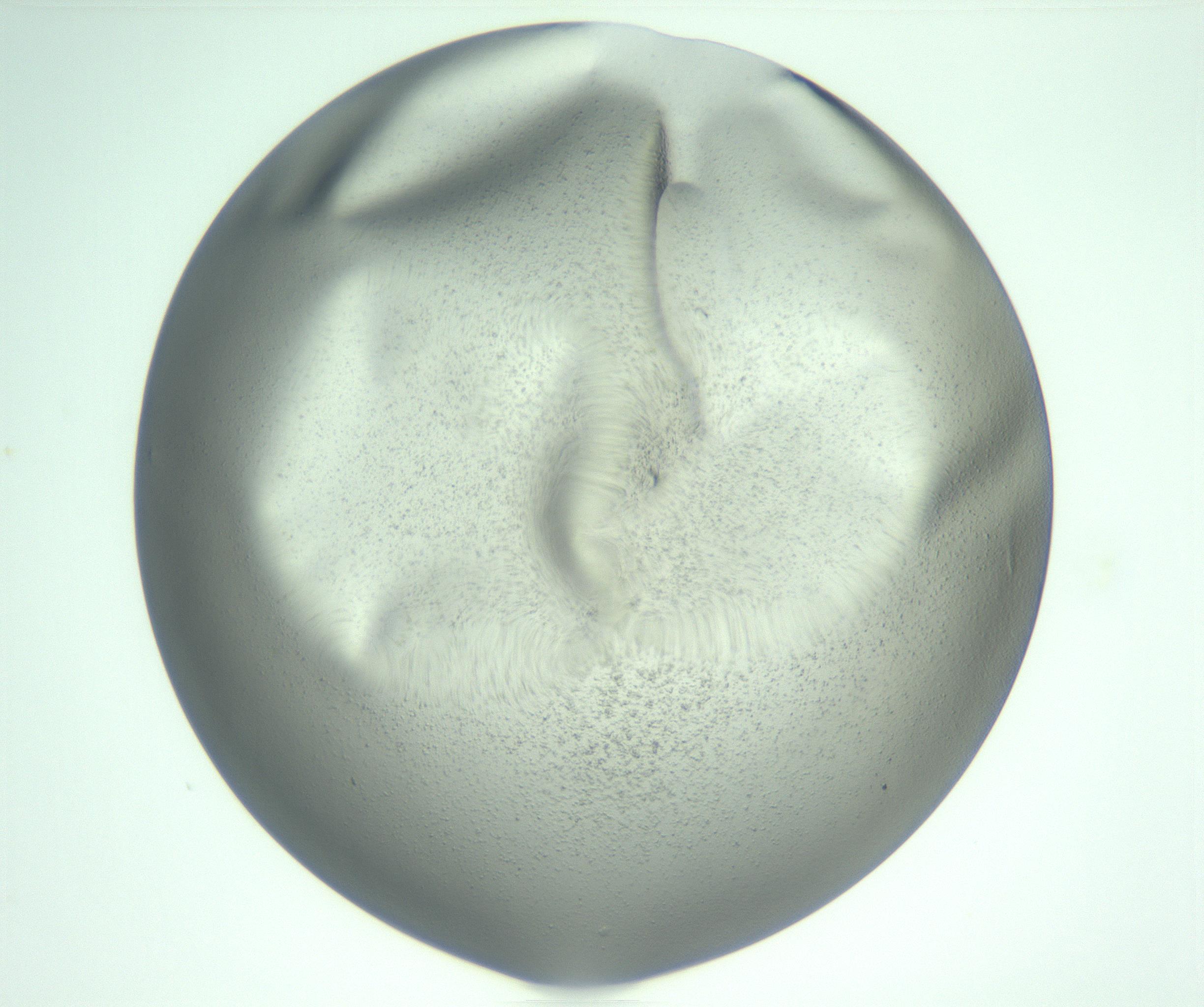 RI01_03_000_0212_Proj1_Clon1_MC_0000MC103142_004_161219_10_03_01_00_99_002_001_RAI.jpg